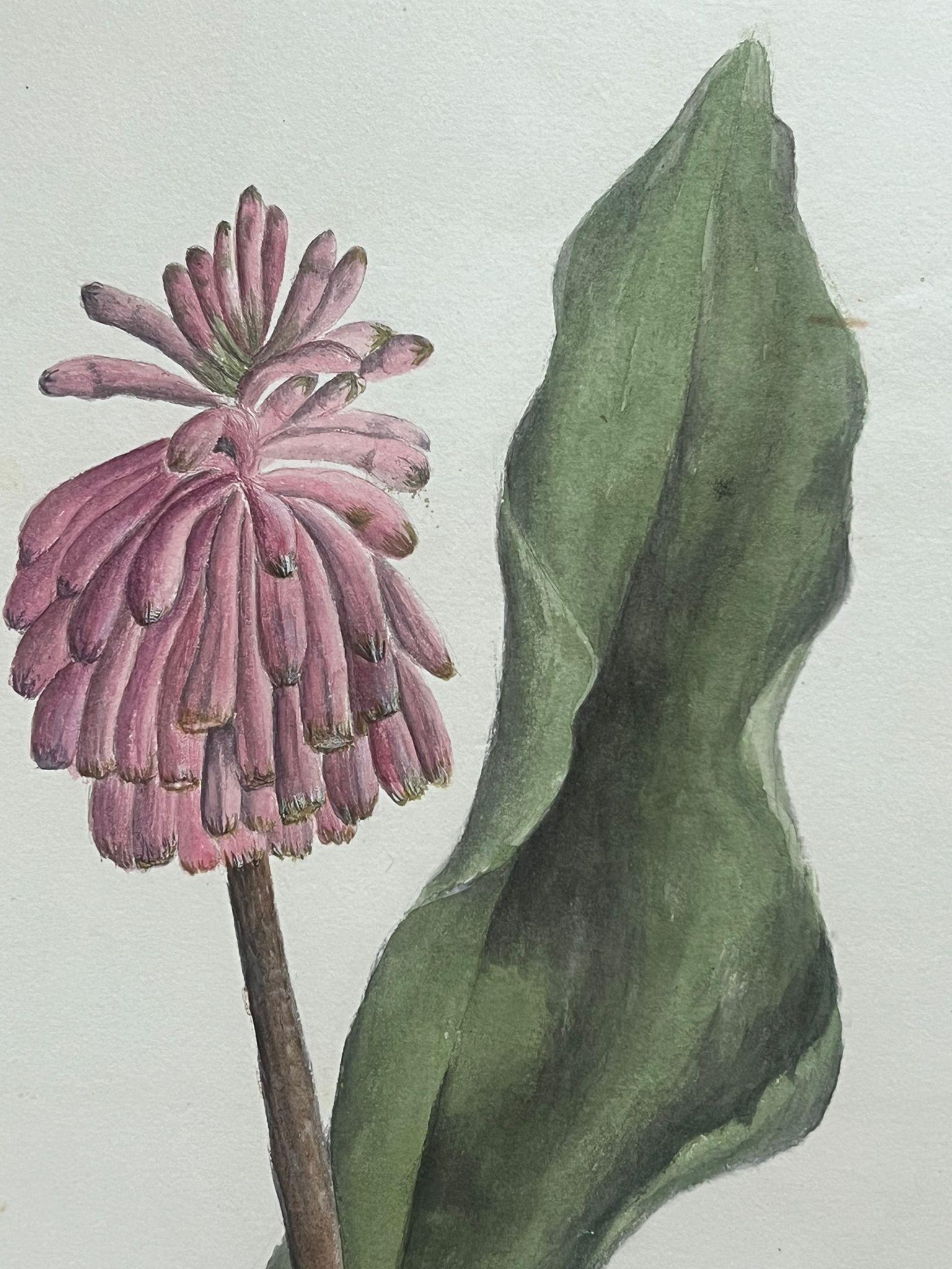 Fine Antique British Botanical Painting Pink Veltheimia Capensis Flower  For Sale 1
