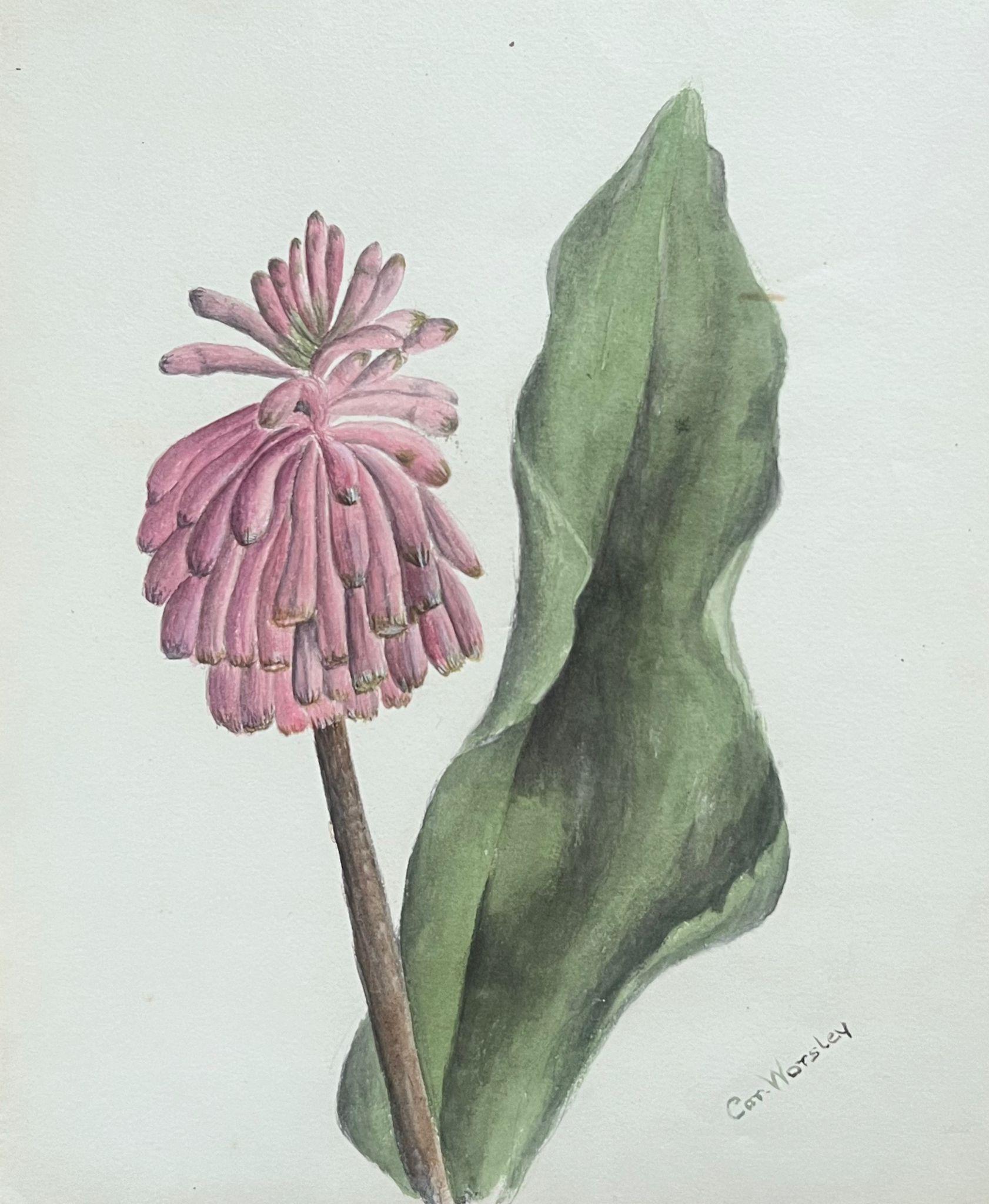 Fine Antique British Botanical Painting Pink Veltheimia Capensis Flower  For Sale 2