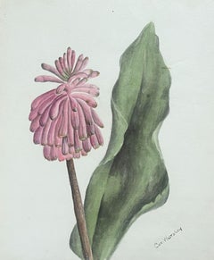 Fine Antique British Botanical Painting Pink Veltheimia Capensis Flower 