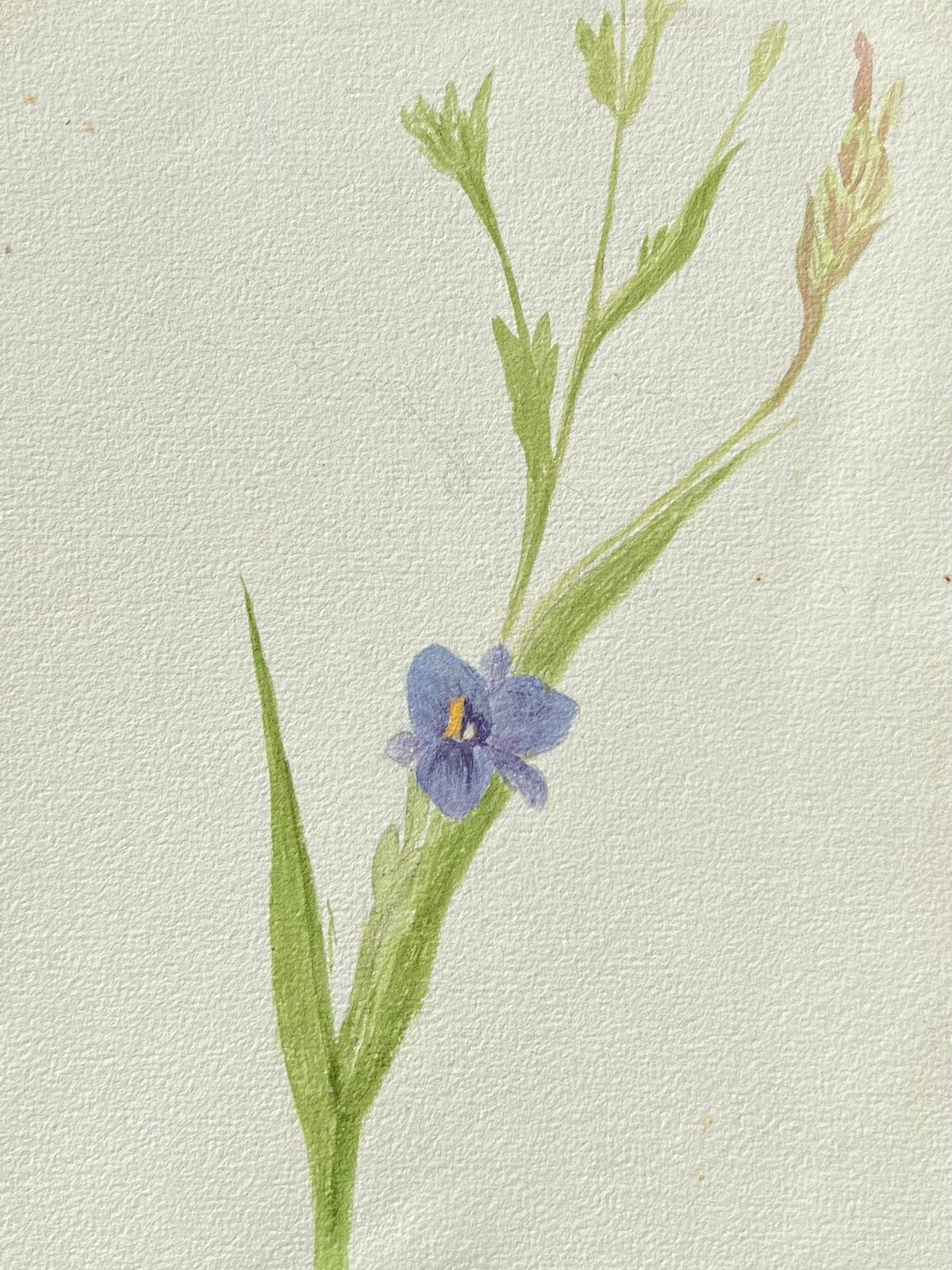 Fine Antique British Botanical Painting Purple Bell Flower - Art by Caroline Worsley