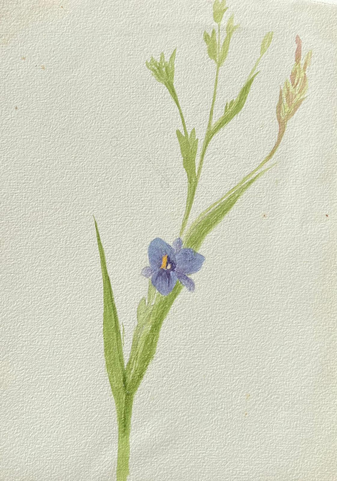 Caroline Worsley Still-Life – Antikes britisches botanisches Gemälde, lila Glockenblumenblumen-Gemälde, antik