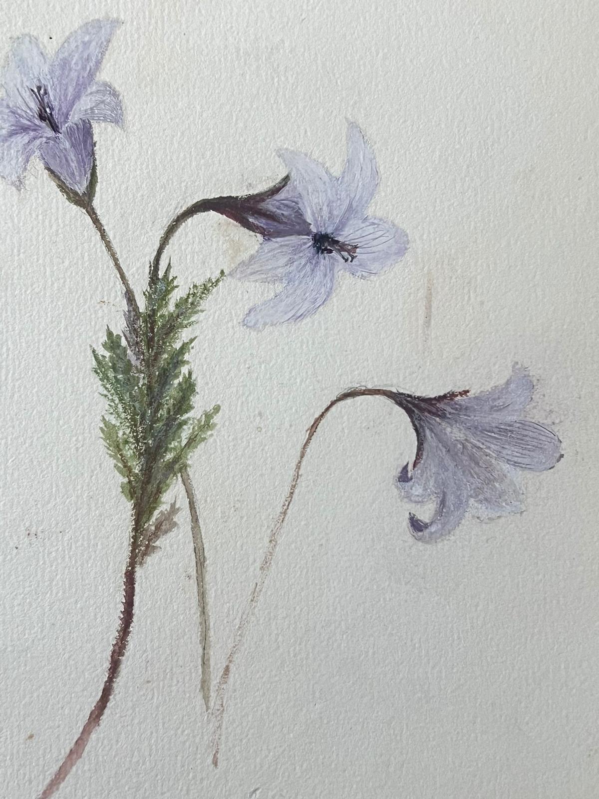 Belle peinture botanique britannique ancienne Fleurs de clochettes violettes - Art de Caroline Worsley