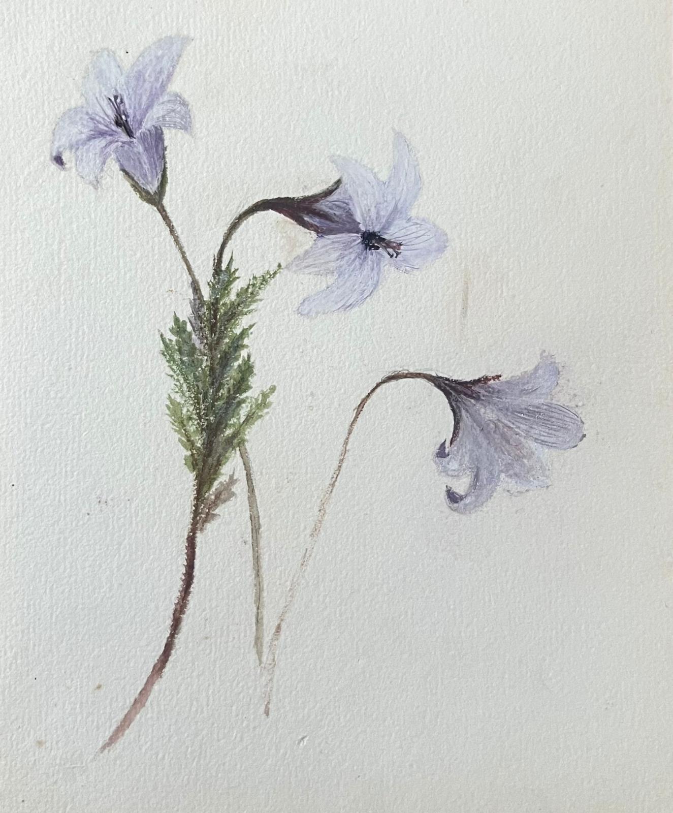 Fine Antique British Botanical Painting Purple Bell Flowers - Victorian Art by Caroline Worsley