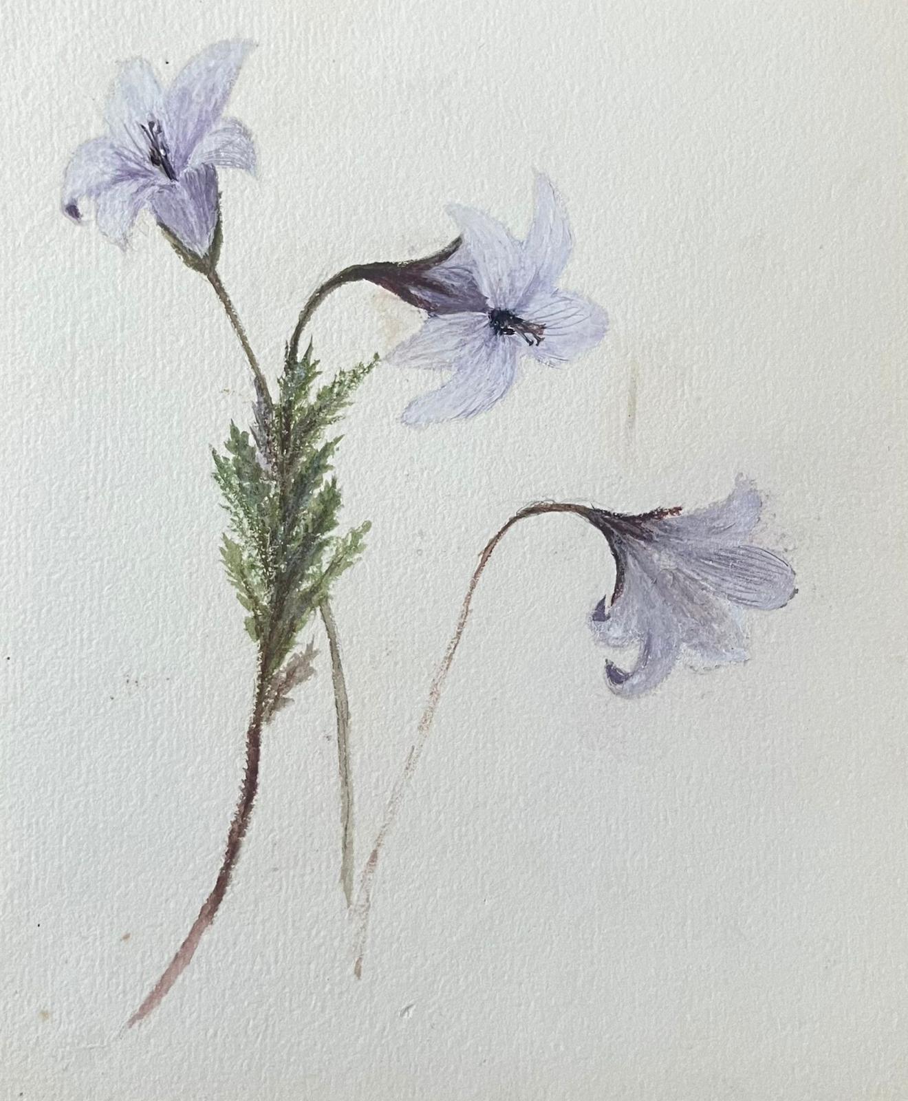 Caroline Worsley Still-Life - Fine Antique British Botanical Painting Purple Bell Flowers