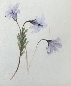 Belle peinture botanique britannique ancienne Fleurs de clochettes violettes