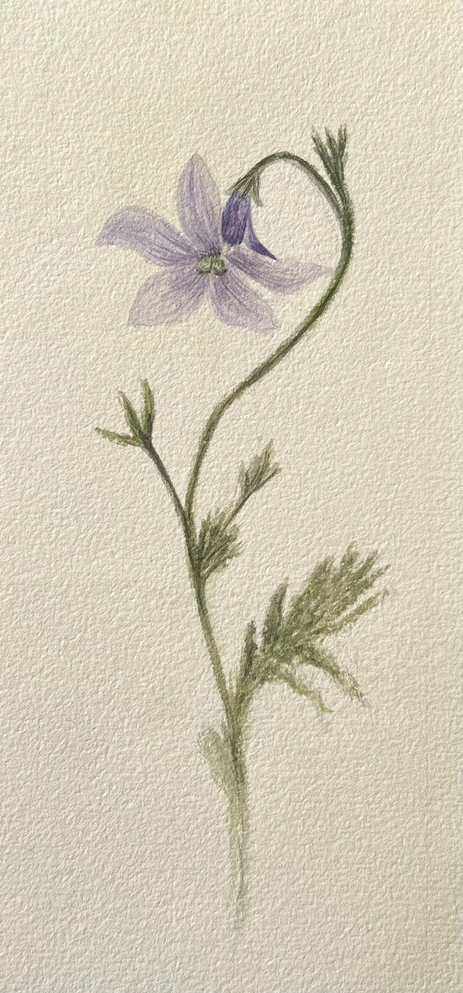 Antikes britisches botanisches Gemälde, lila Harebell-Pflanzgefäß, Vintage – Art von Caroline Worsley