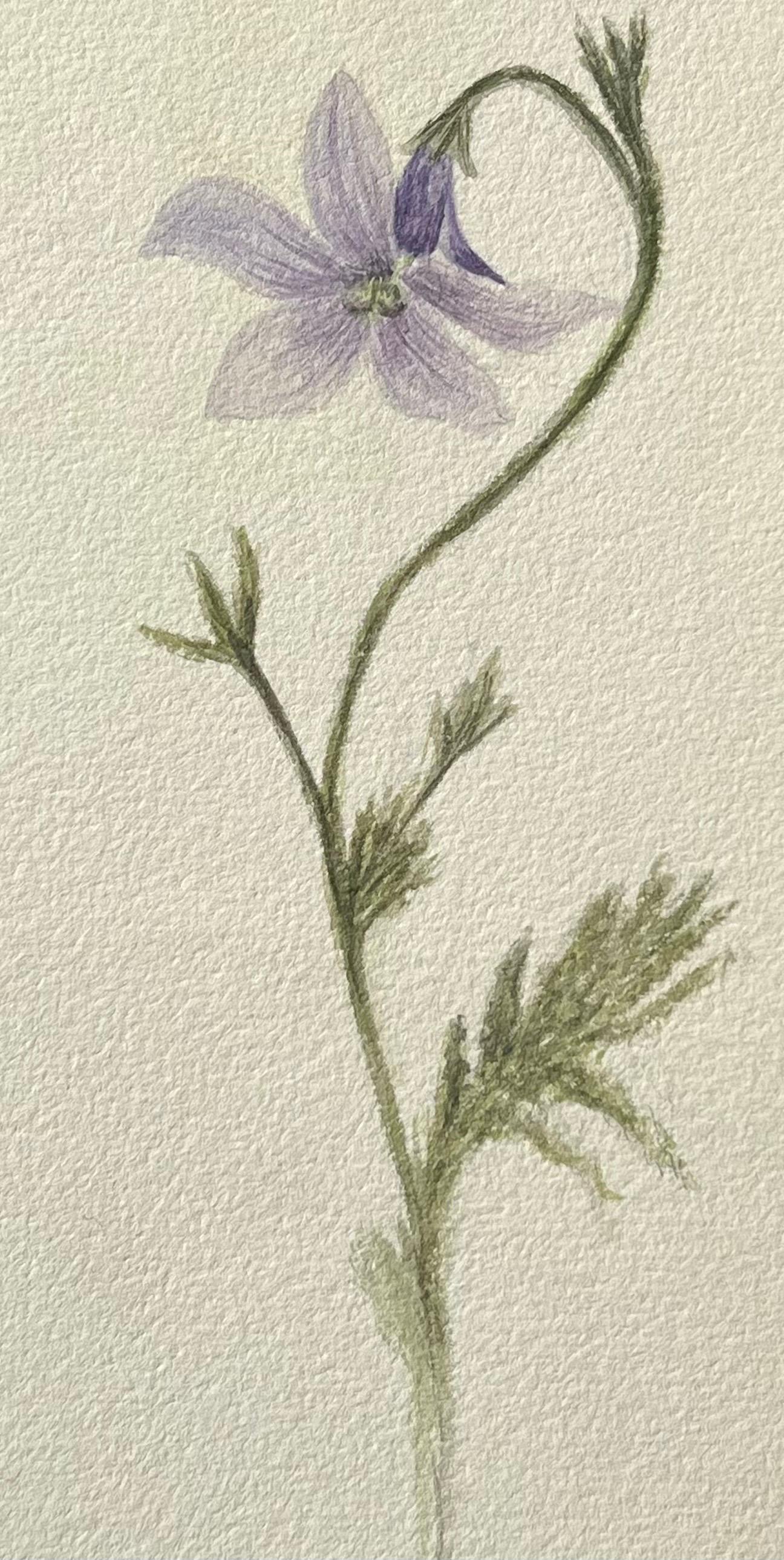 Caroline Worsley Still-Life – Antikes britisches botanisches Gemälde, lila Harebell-Pflanzgefäß, Vintage