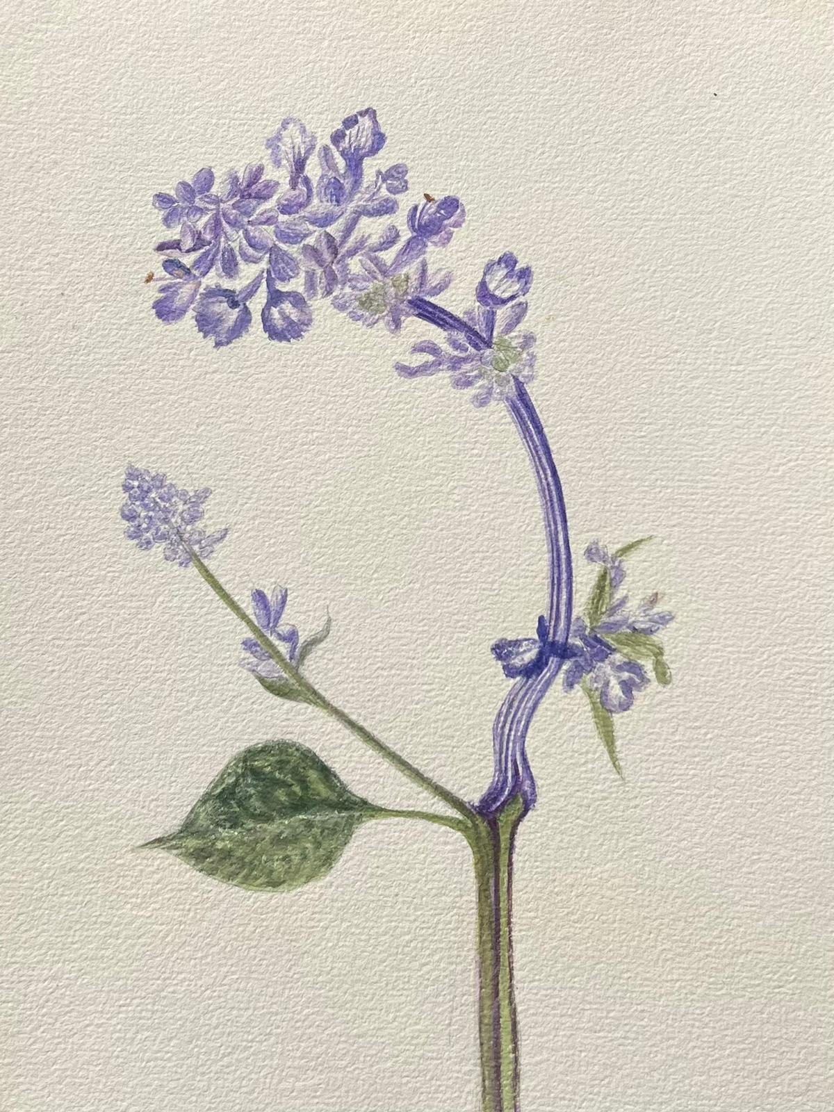 Antikes britisches botanisches Gemälde, lila Hyacinth-Blume, Hyacinth – Painting von Caroline Worsley