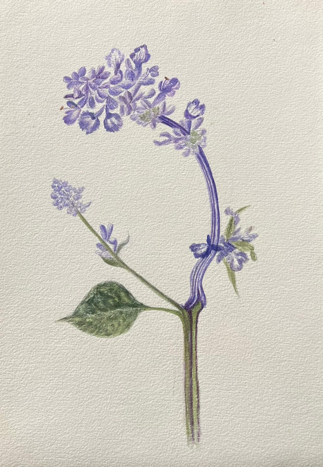 Caroline Worsley Still-Life Painting – Antikes britisches botanisches Gemälde, lila Hyacinth-Blume, Hyacinth