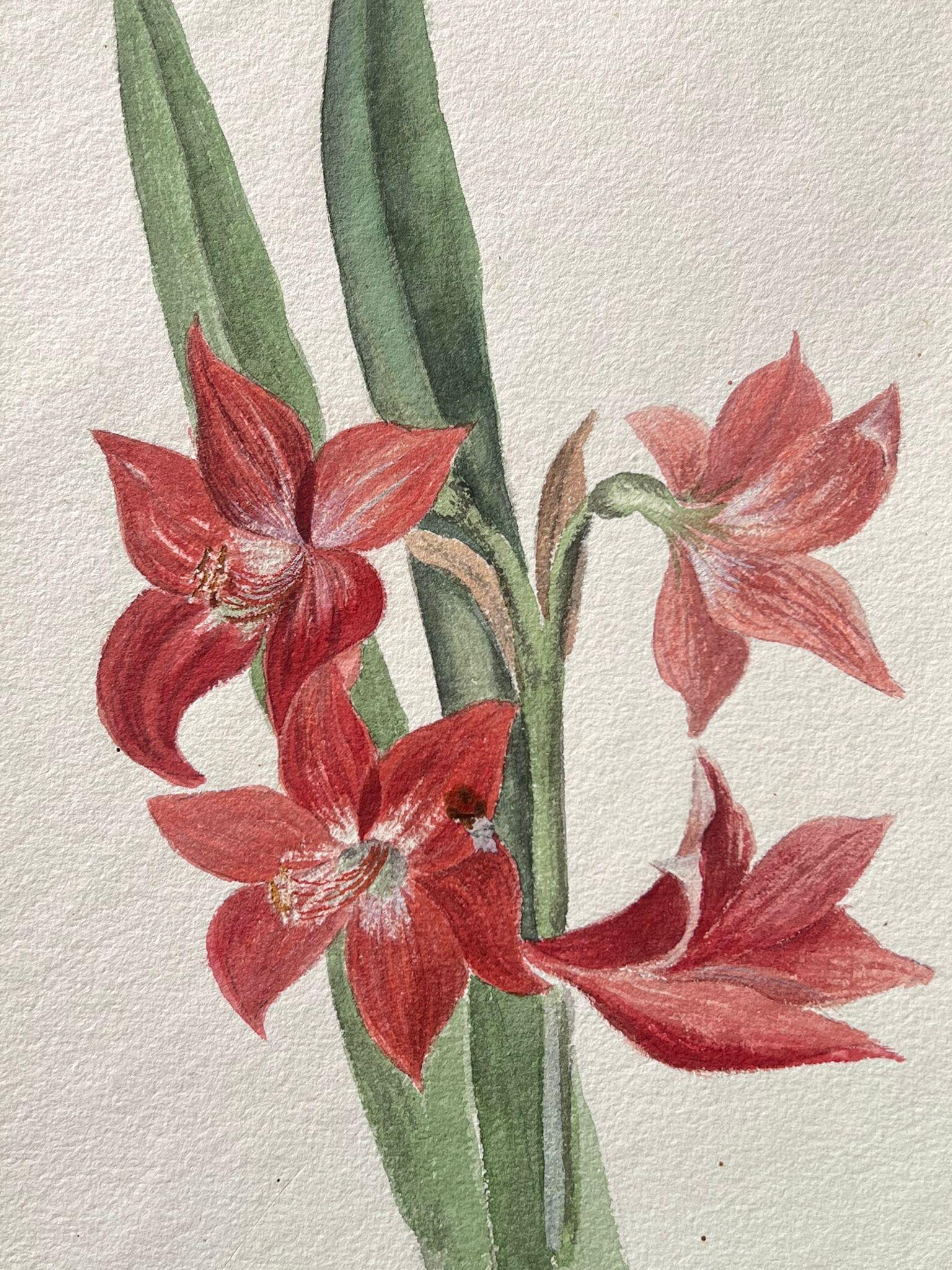 Belle peinture botanique britannique ancienne - Fleur d'acajou rouge - Painting de Caroline Worsley