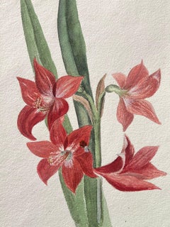 Fine Antique British Botanical Painting Red Amaryllis Flower