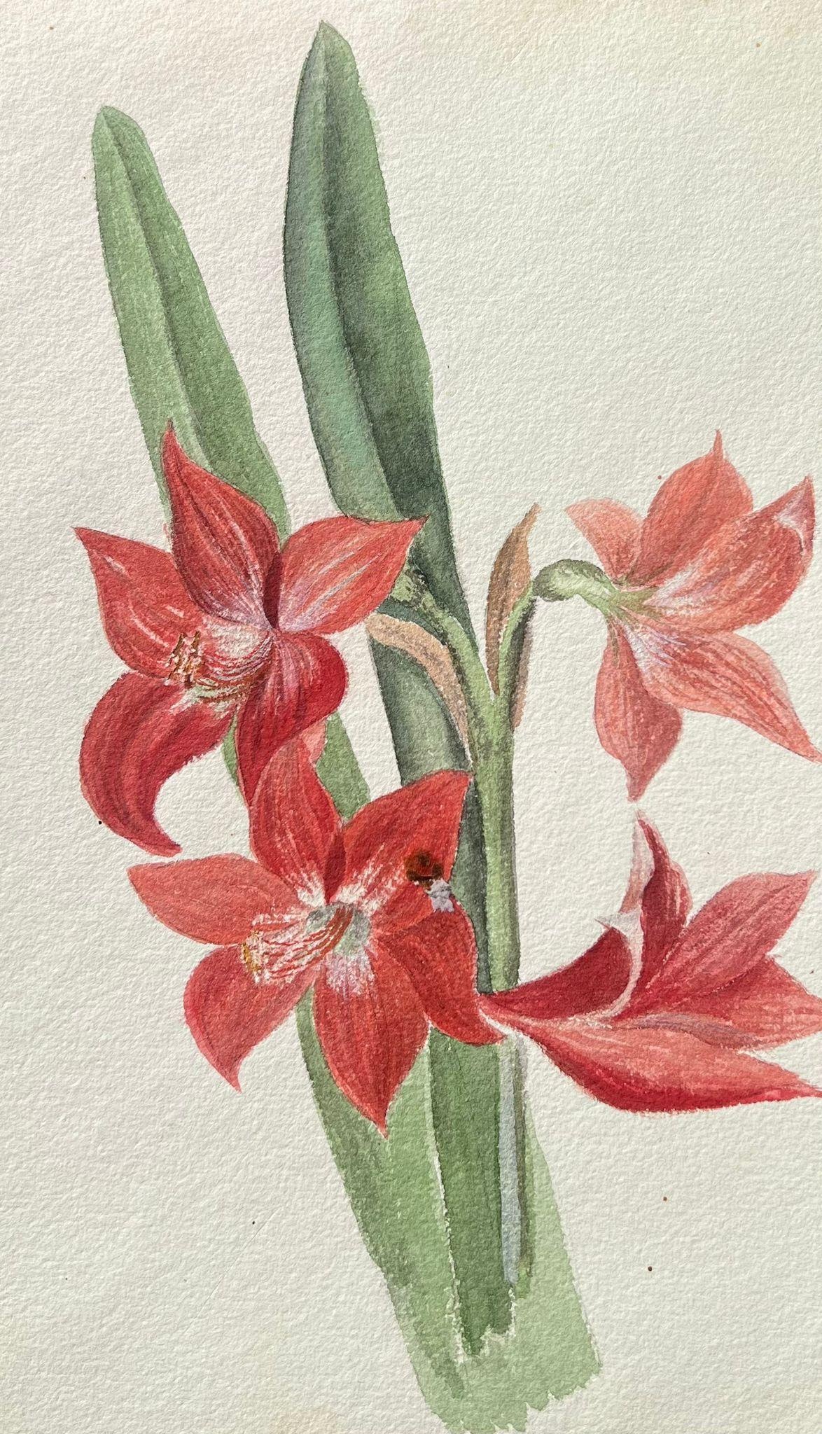 Fine Antique British Botanical Painting Red Amaryllis Flower For Sale 1