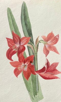 Fine Antique British Botanical Painting Red Amaryllis Flower
