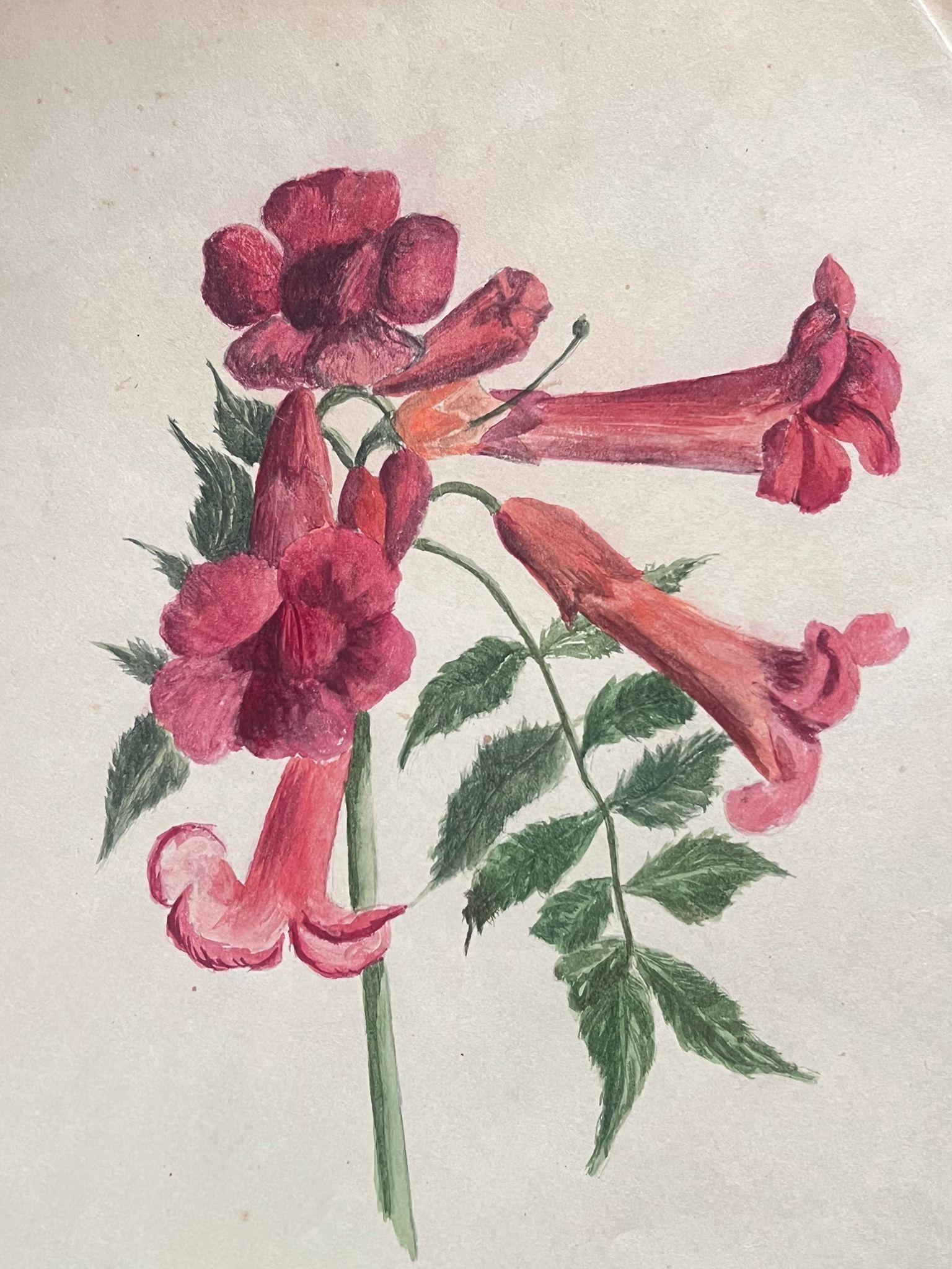 Antikes britisches botanisches Gemälde in Rot Brugmansia, „Angels Trumpet“, Blumenblume, antik – Painting von Caroline Worsley