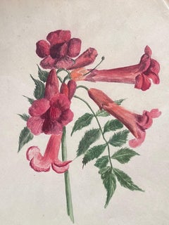 Fine Antique British Botanical Painting Red Brugmansia 'Angels Trumpet' Flower