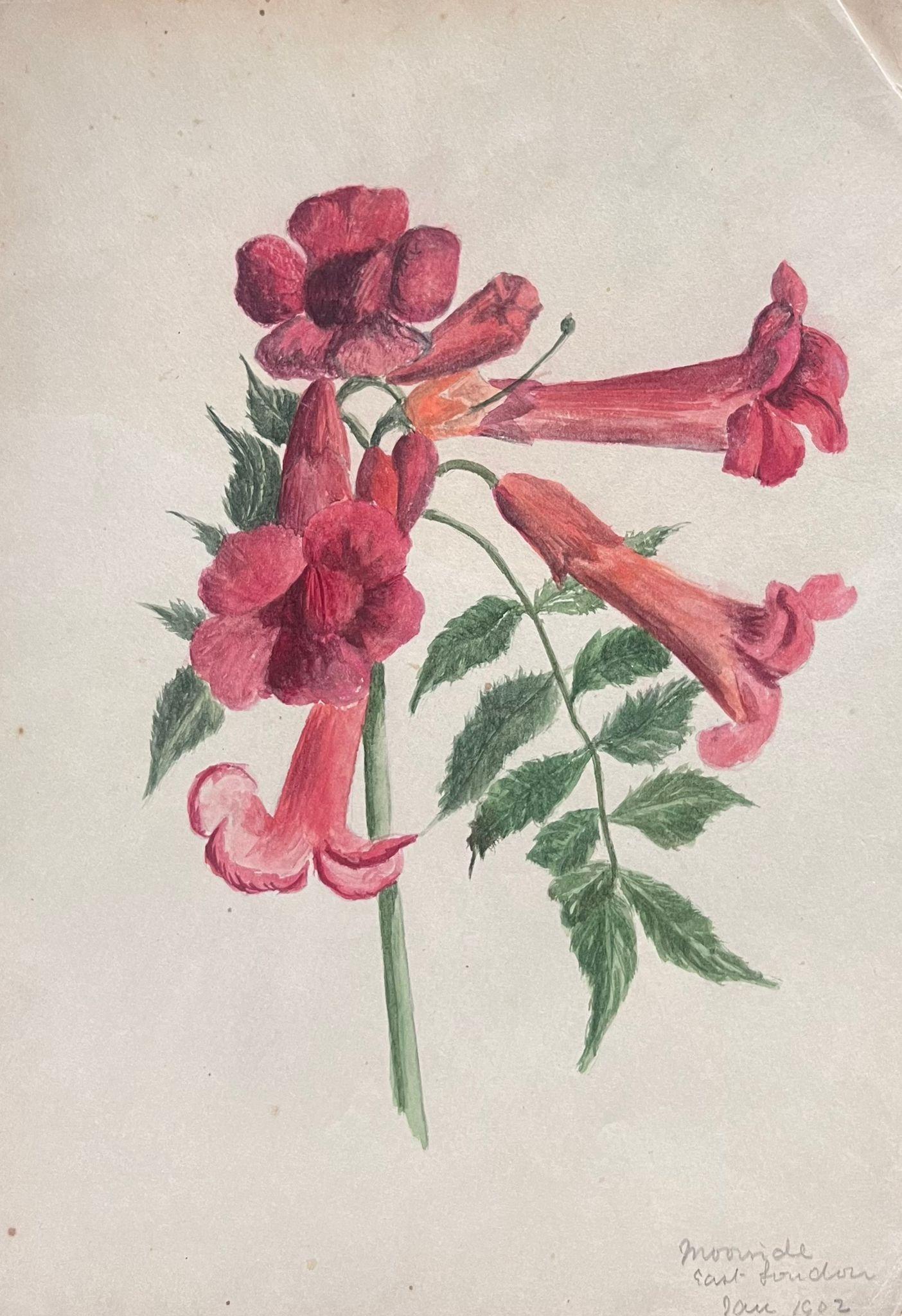 Belle peinture botanique britannique ancienne rouge Brugmansia 'Angels Trumpet' Fleur - Victorien Painting par Caroline Worsley