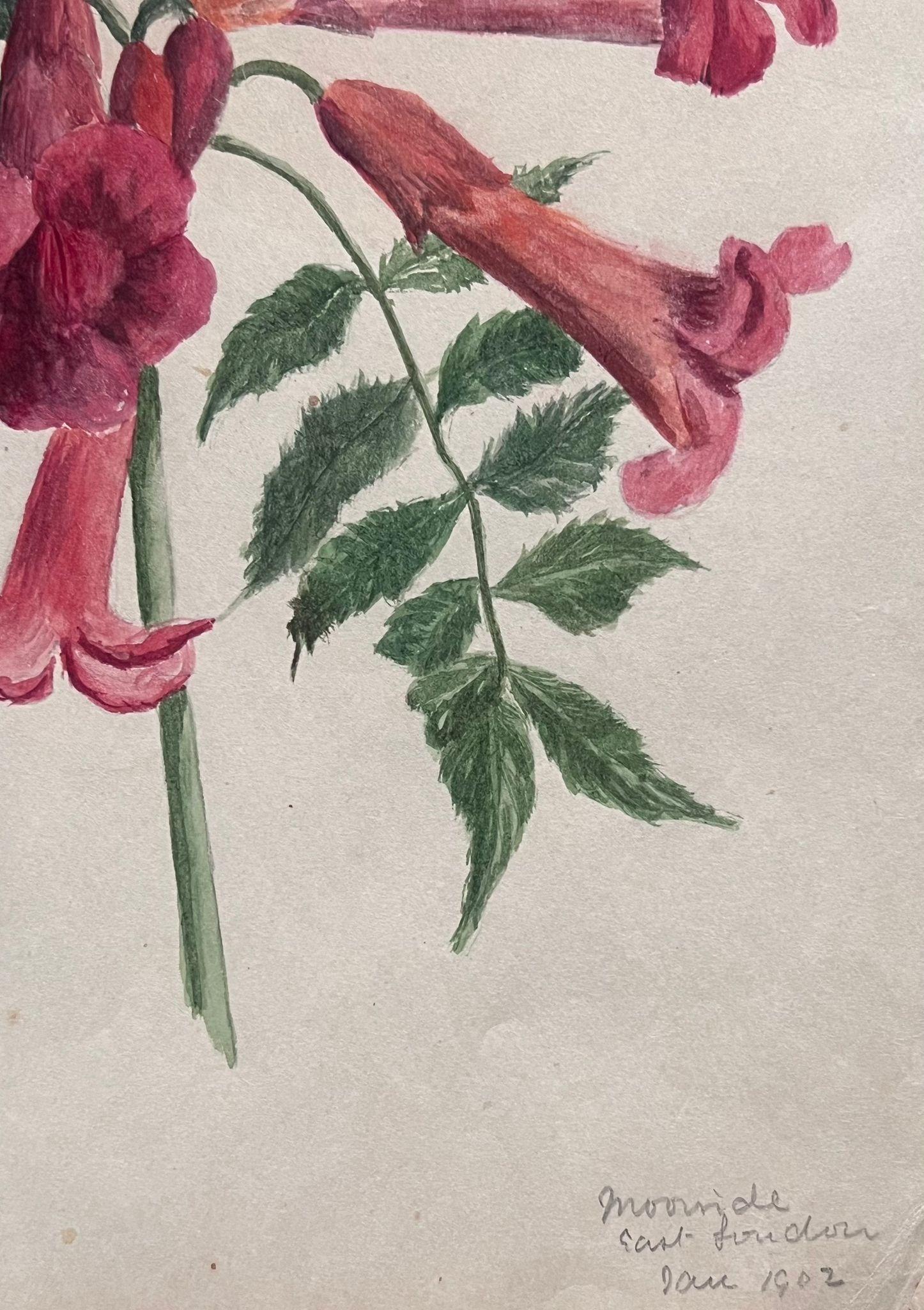 Très belles aquarelles botaniques anglaises anciennes représentant cette magnifique représentation d'une fleur/plante. L'œuvre nous est parvenue d'une collection privée du Surrey, en Angleterre, et faisait partie d'un album d'œuvres rassemblées par