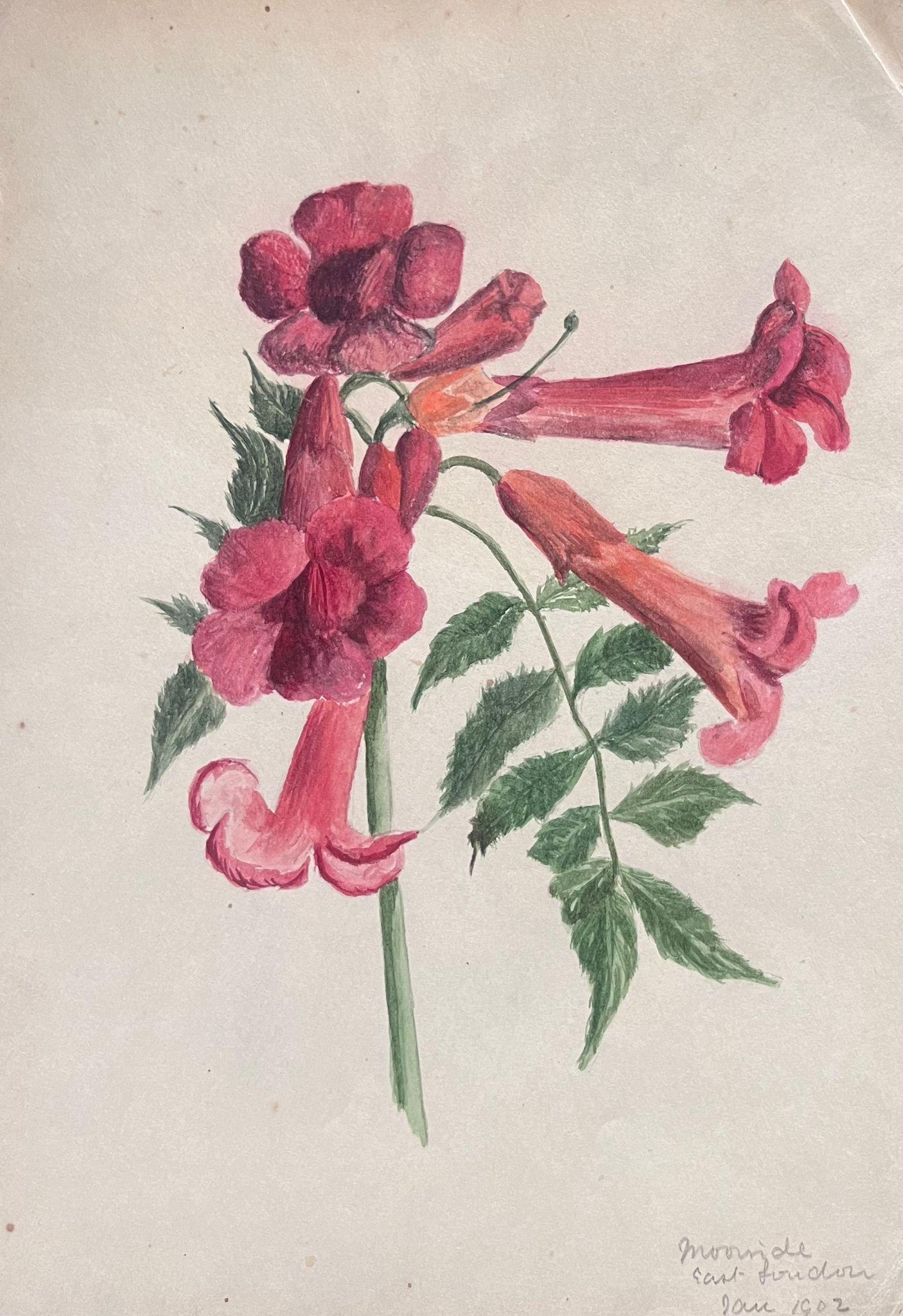 Caroline Worsley Still-Life Painting – Antikes britisches botanisches Gemälde in Rot Brugmansia, „Angels Trumpet“, Blumenblume, antik