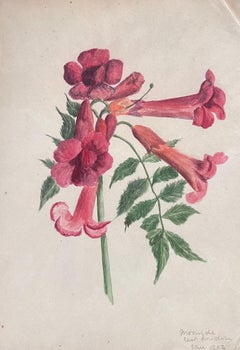 Antikes britisches botanisches Gemälde in Rot Brugmansia, „Angels Trumpet“, Blumenblume, antik