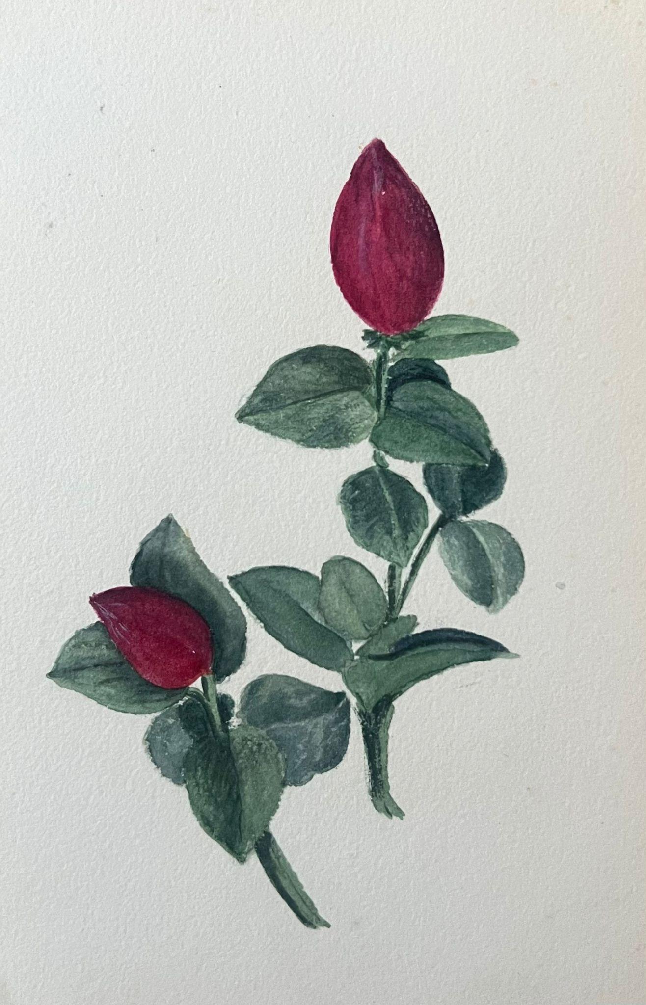 Fine Antique British Botanical Painting Red Carissa Grandiflora Plant 1