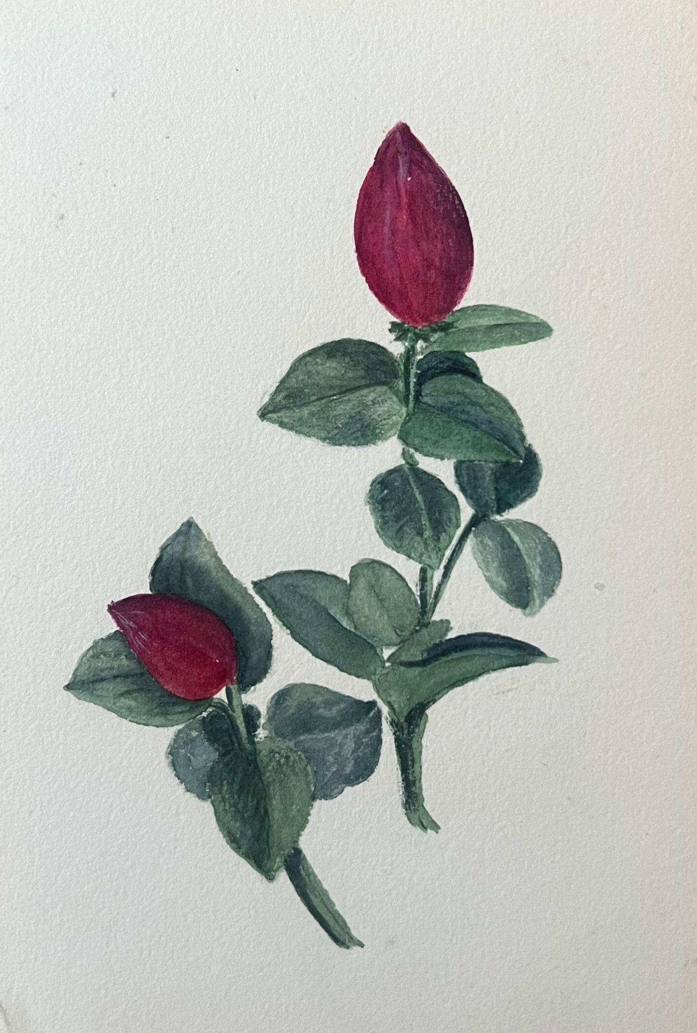 Caroline Worsley Still-Life Painting - Fine Antique British Botanical Painting Red Carissa Grandiflora Plant