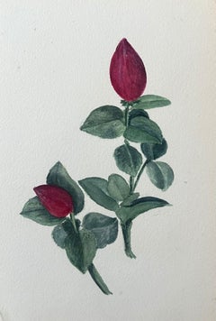 Fine Antique British Botanical Painting Red Carissa Grandiflora Plant