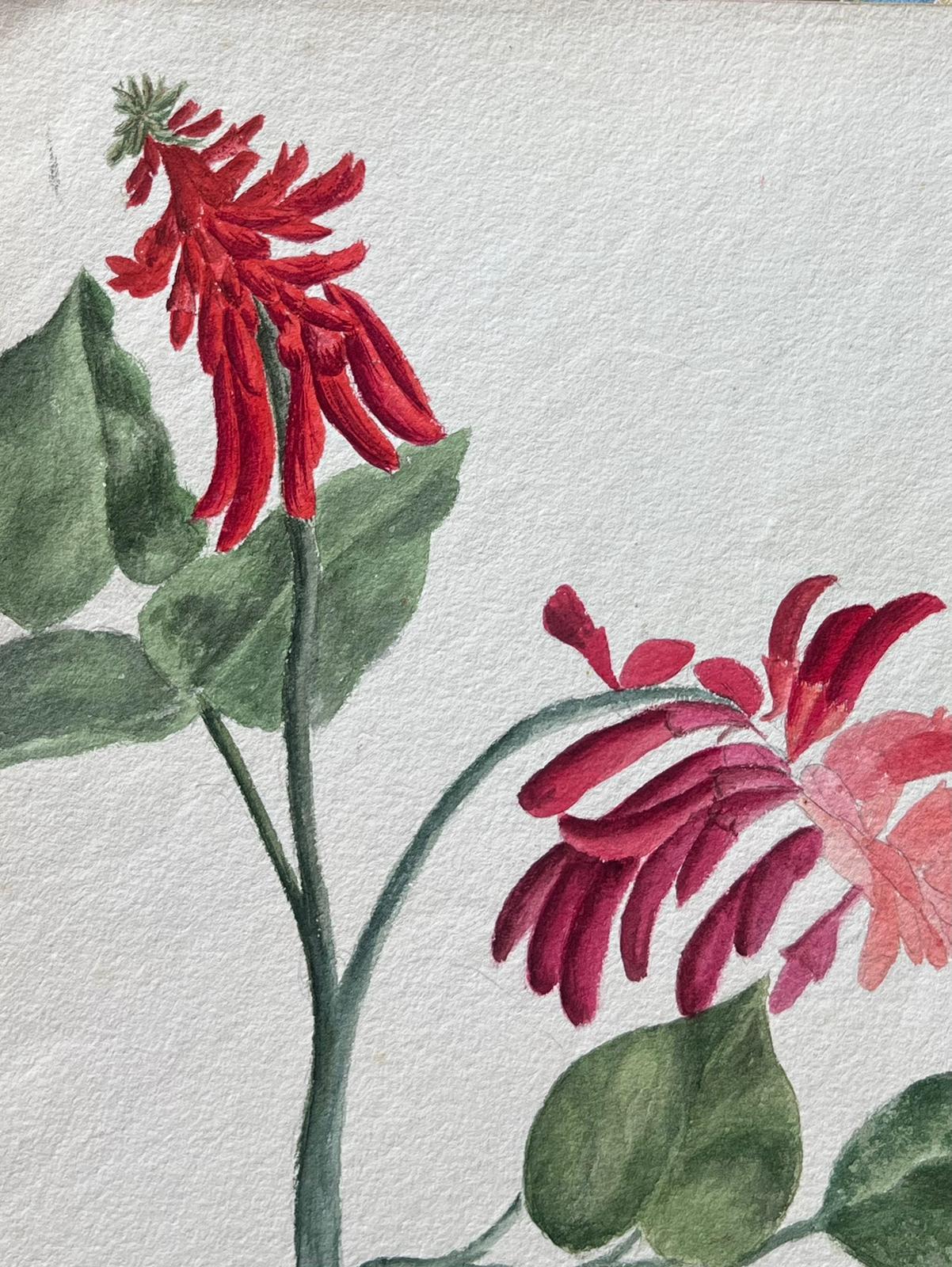 Belle peinture botanique britannique ancienne - Fleur d'érythrina rouge - Painting de Caroline Worsley