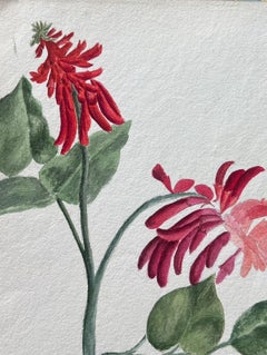 Fine Antique British Botanical Painting Red Erythrina Flower