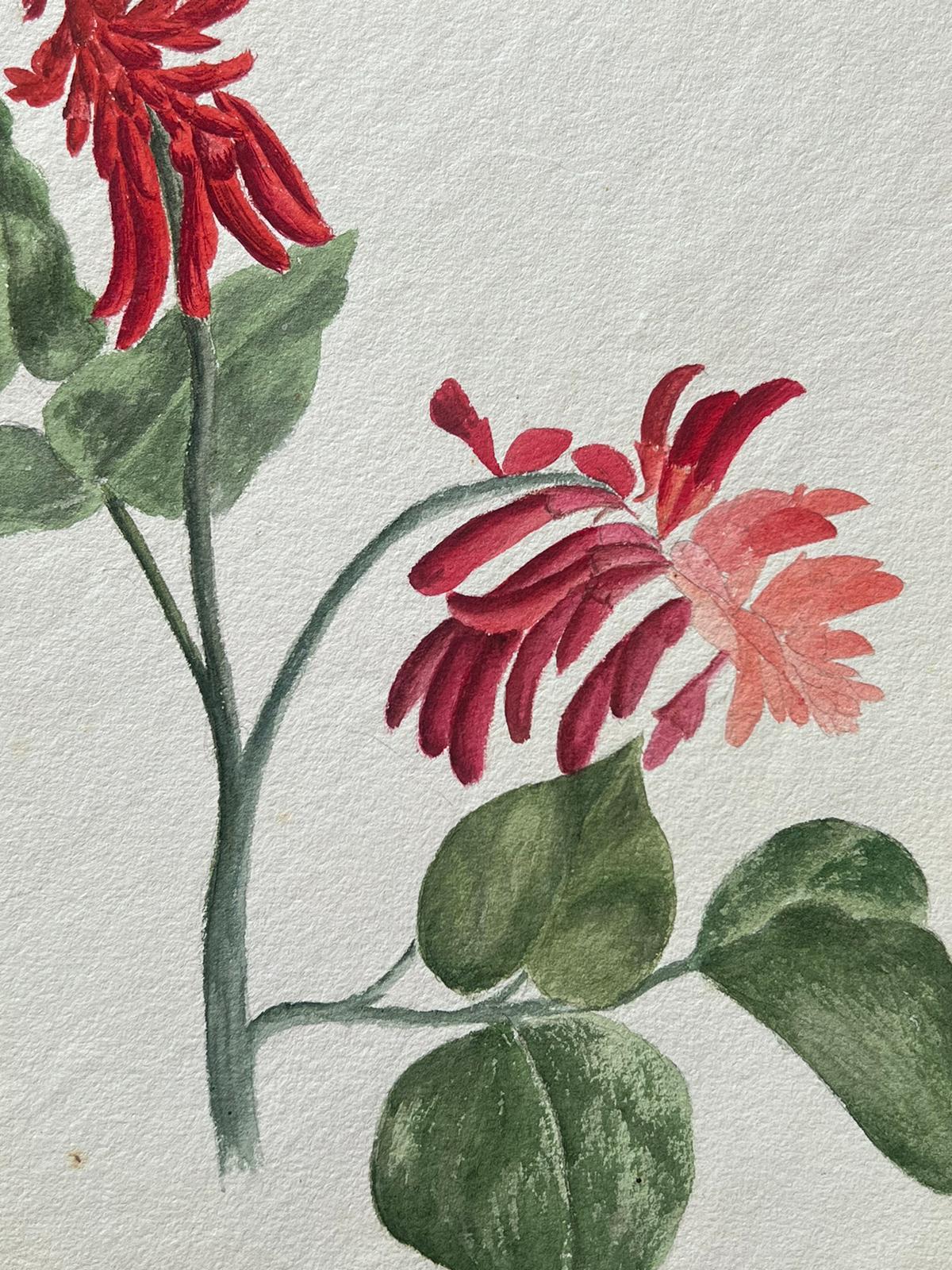 Belle peinture botanique britannique ancienne - Fleur d'érythrina rouge - Victorien Painting par Caroline Worsley