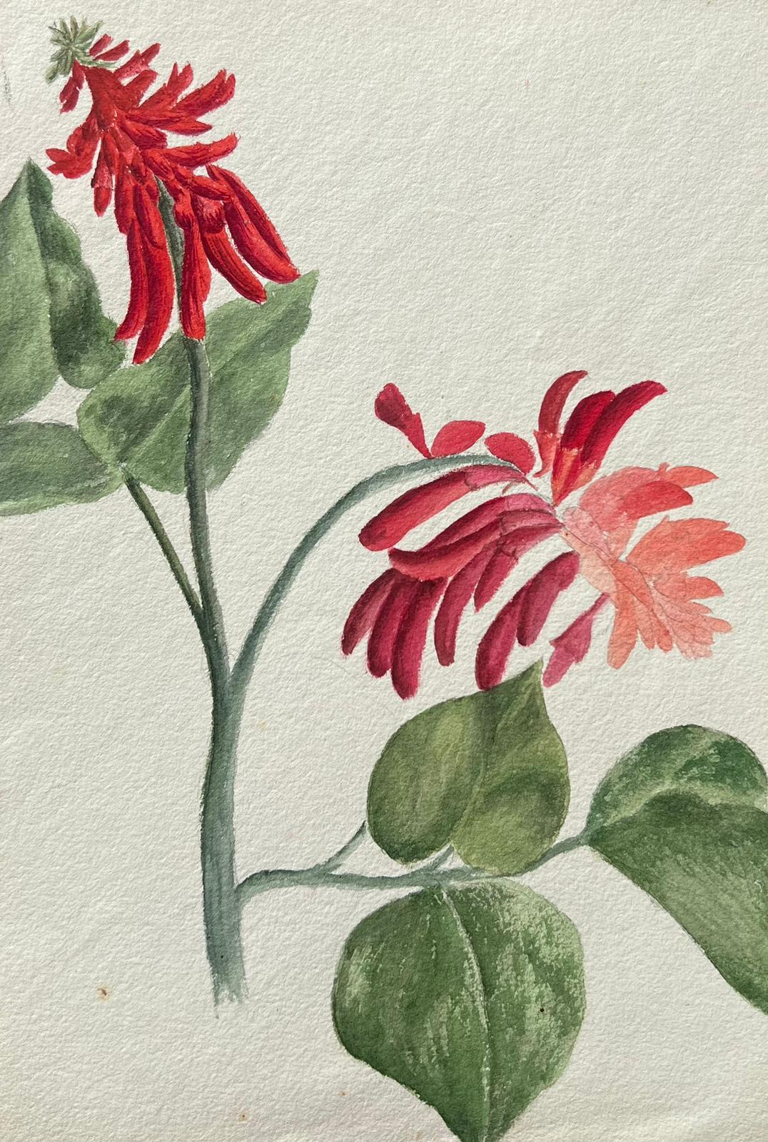 Fine Antique British Botanical Painting Red Erythrina Flower For Sale 2
