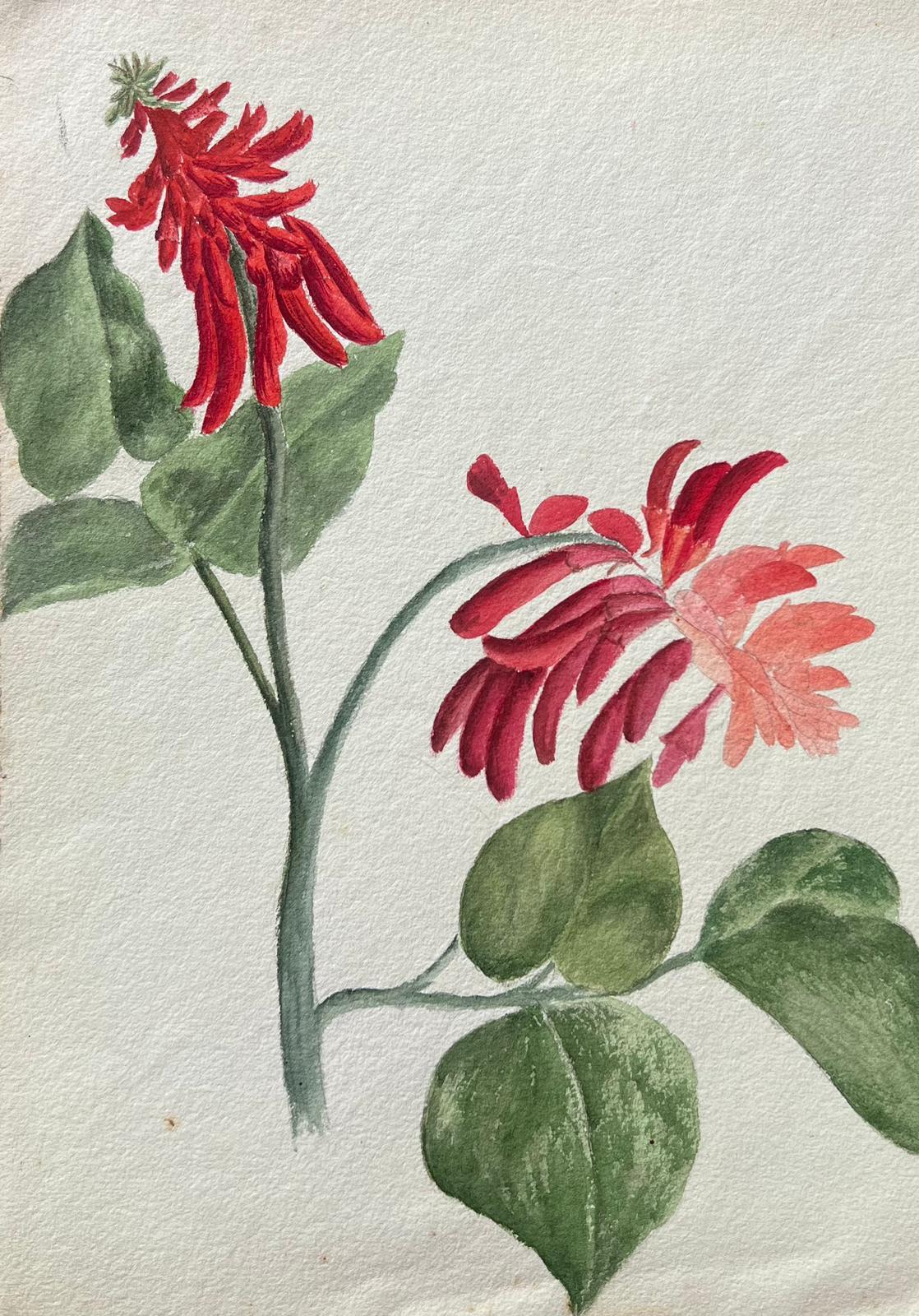 Belle peinture botanique britannique ancienne - Fleur d'érythrina rouge