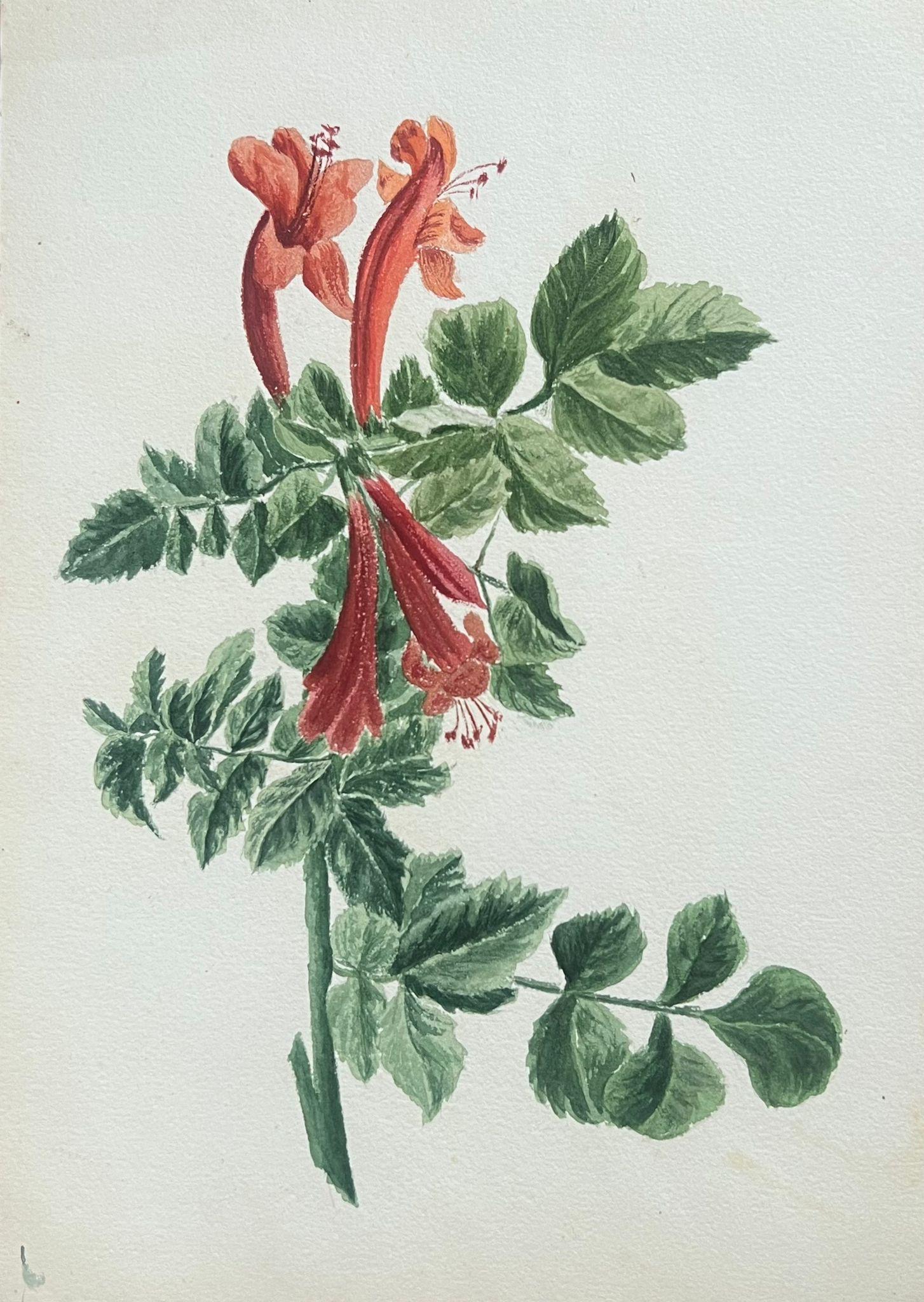 Feine antike britische botanische Malerei Red Honey Suckle Flower Green Vines – Art von Caroline Worsley