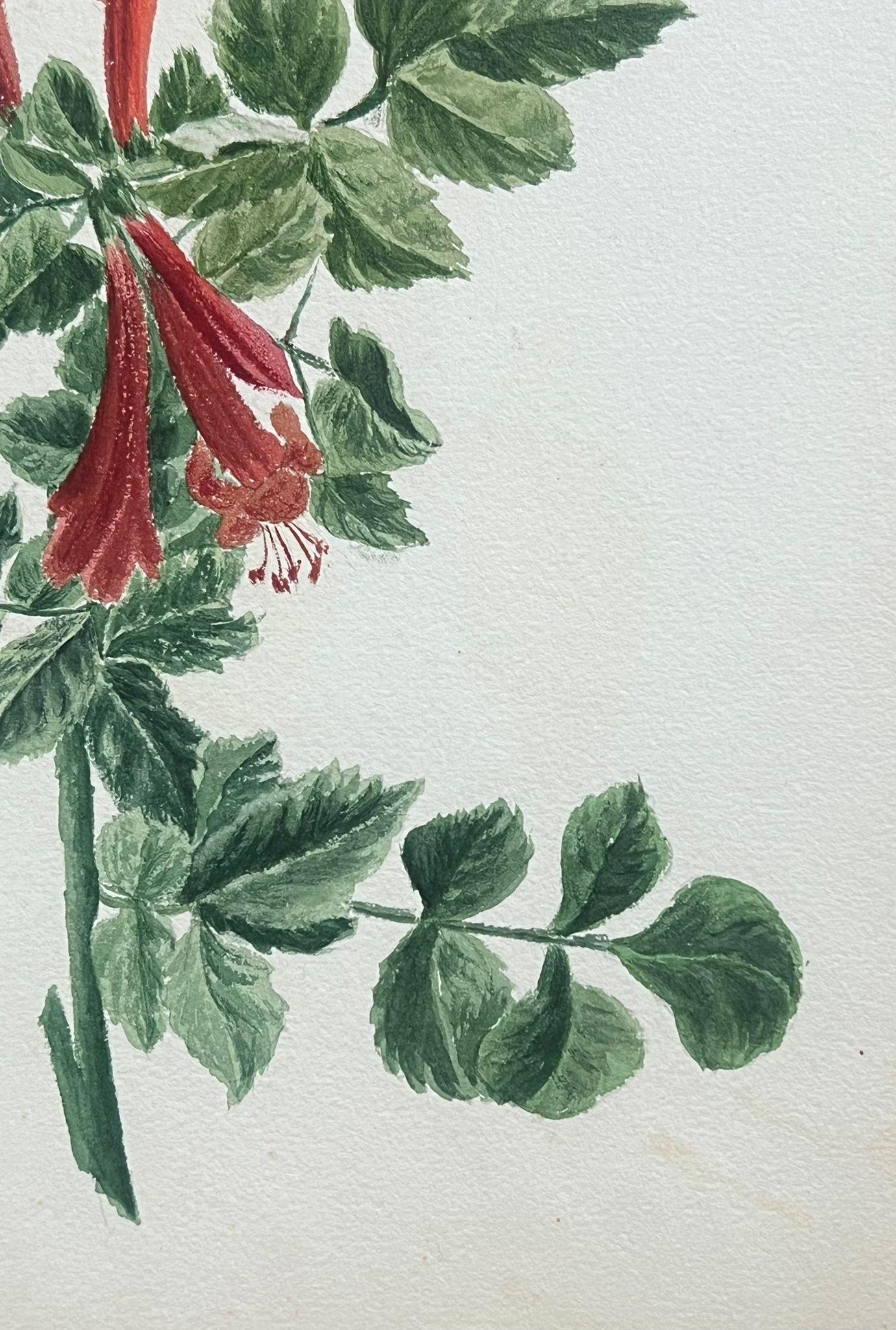 Fine Antique British Botanical Painting Red Honey Suckle Flower Green Vines (peinture botanique britannique ancienne) - Victorien Art par Caroline Worsley