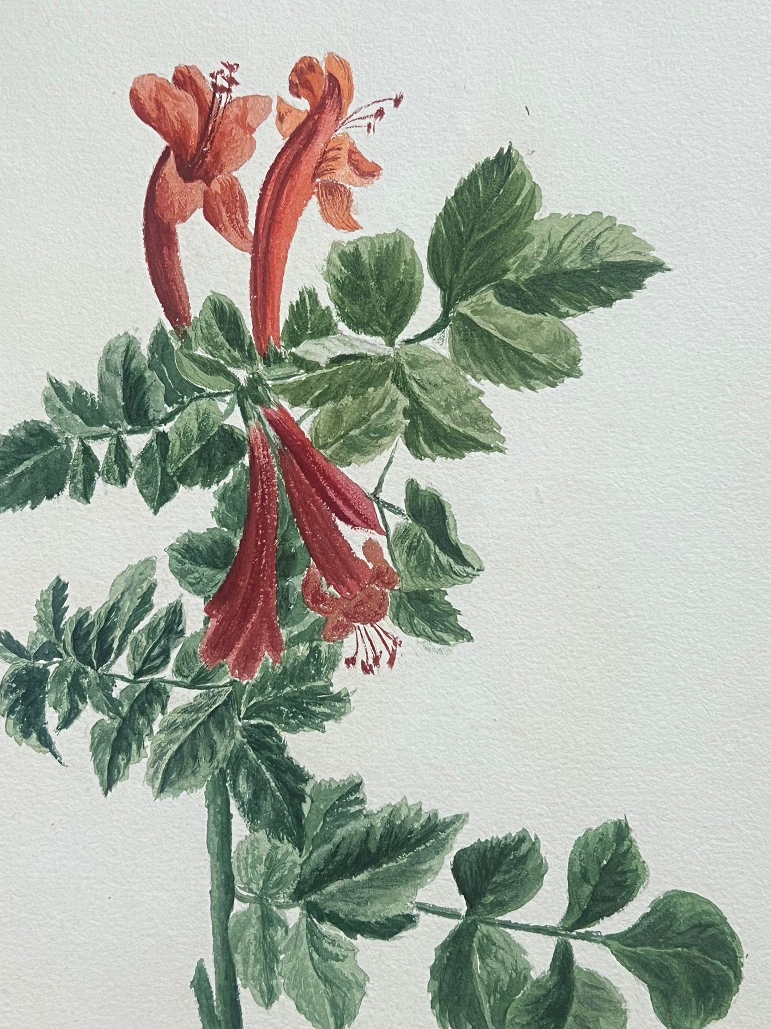 Fine Antique British Botanical Painting Red Honey Suckle Flower Green Vines - Victorian Art by Caroline Worsley