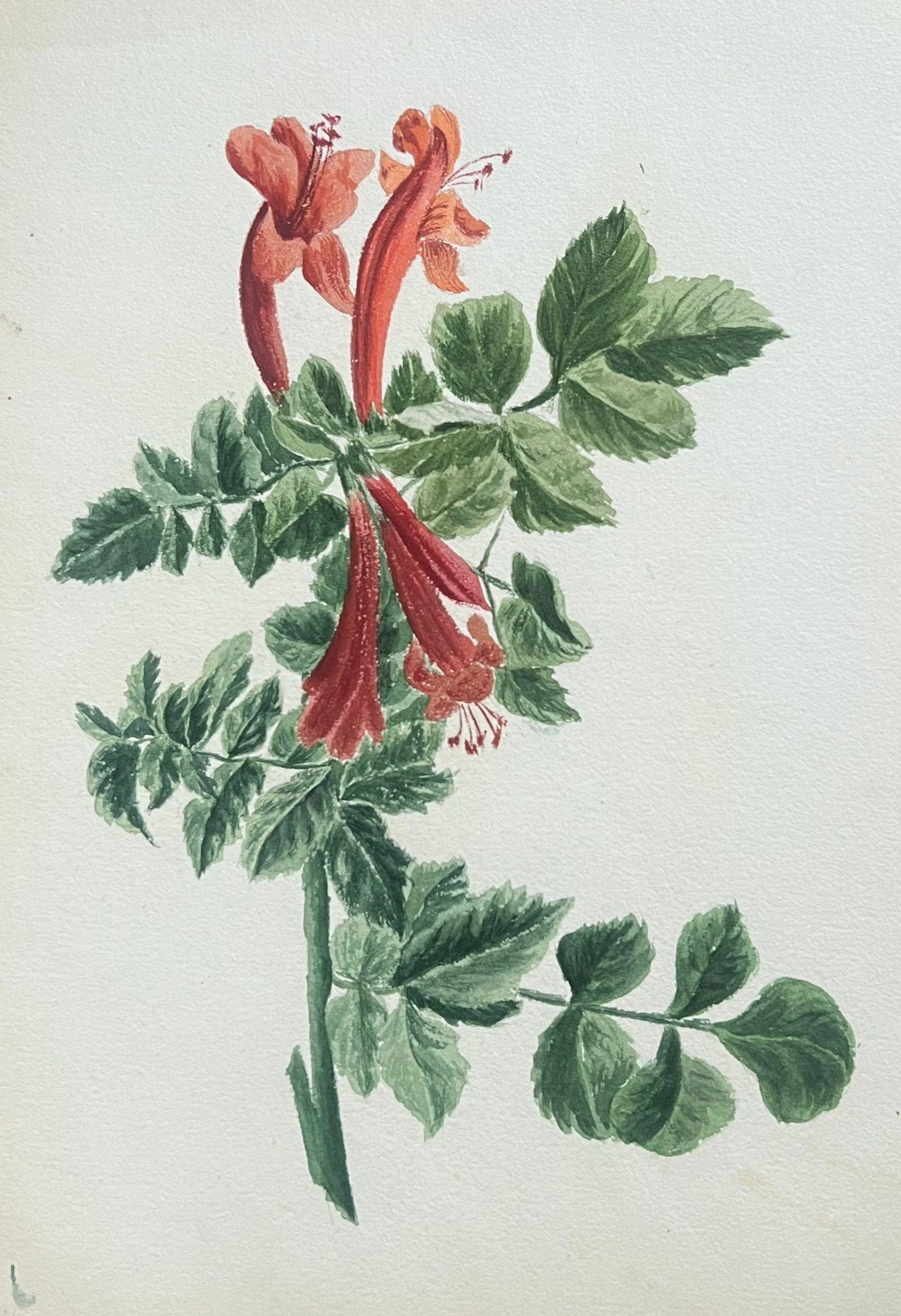 Fine Antique British Botanical Painting Red Honey Suckle Flower Green Vines