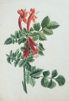 Fine Antique British Botanical Painting Red Honey Suckle Flower Green Vines (peinture botanique britannique ancienne)