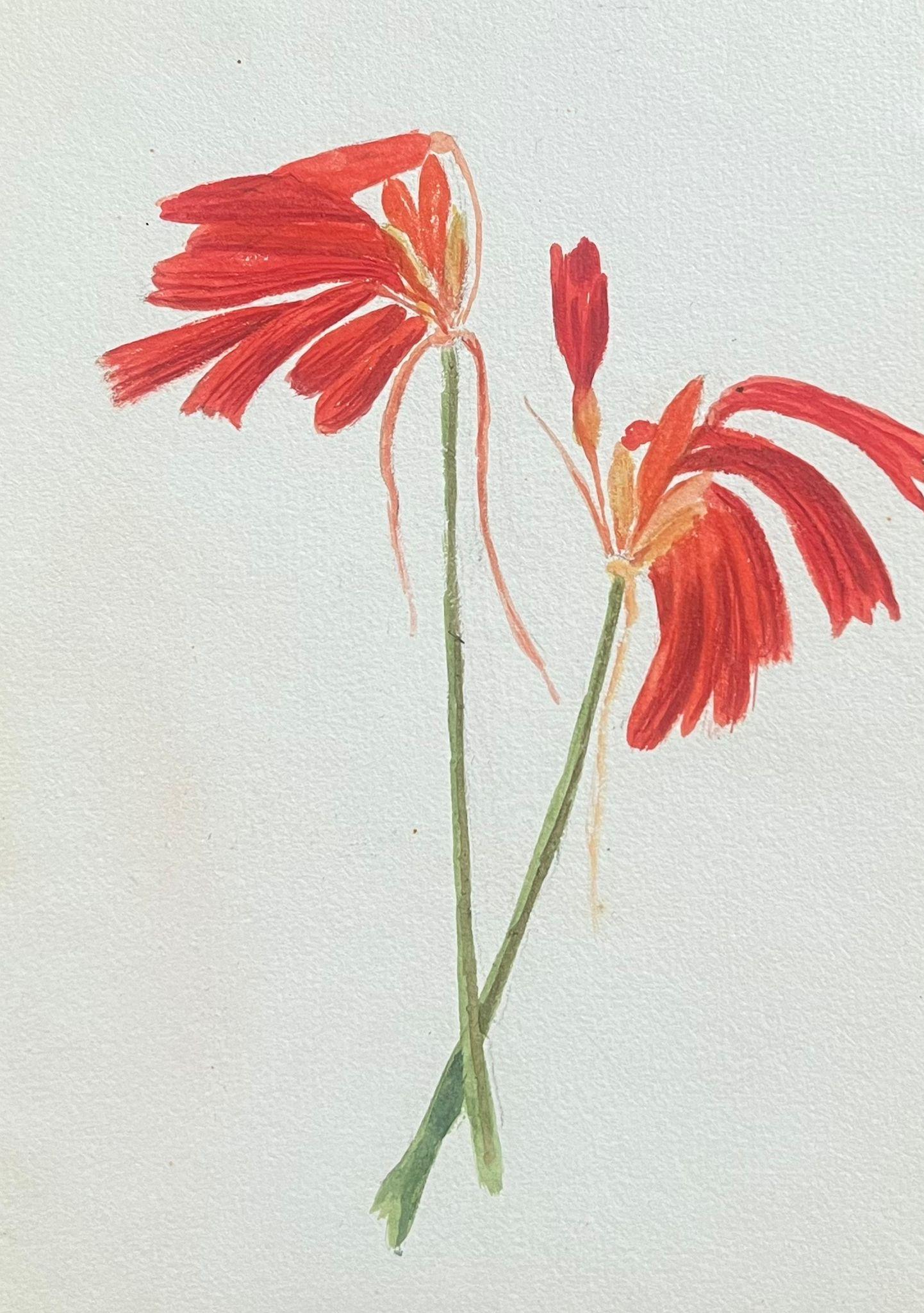 Fine Antique British Botanical Painting Red Honeysuckle Flowers 1