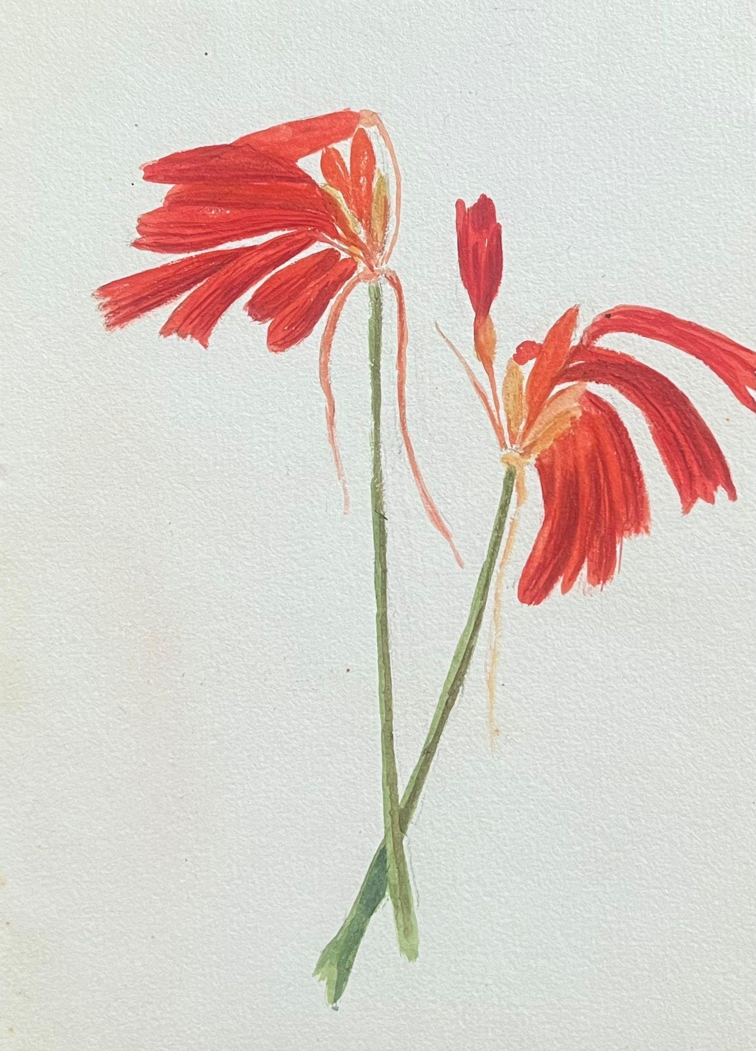 Caroline Worsley Still-Life Painting - Fine Antique British Botanical Painting Red Honeysuckle Flowers