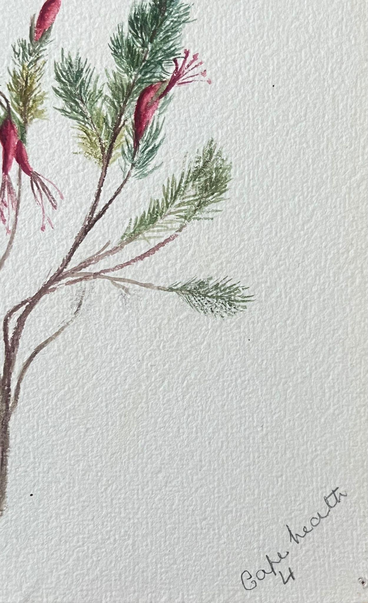 Feine antike britische botanische Malerei Red Stem Flower – Art von Caroline Worsley