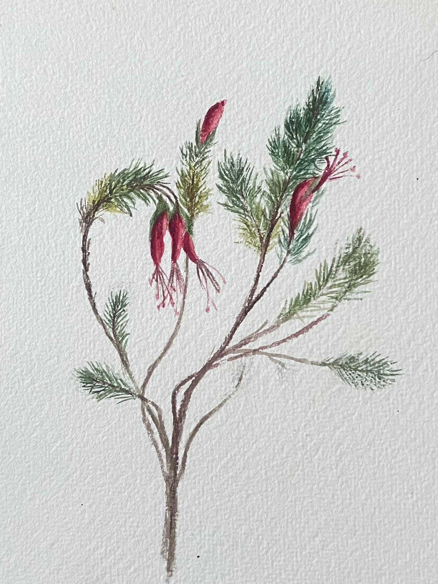 Fine Antique British Botanical Painting Red Stem Flower - Victorian Art by Caroline Worsley
