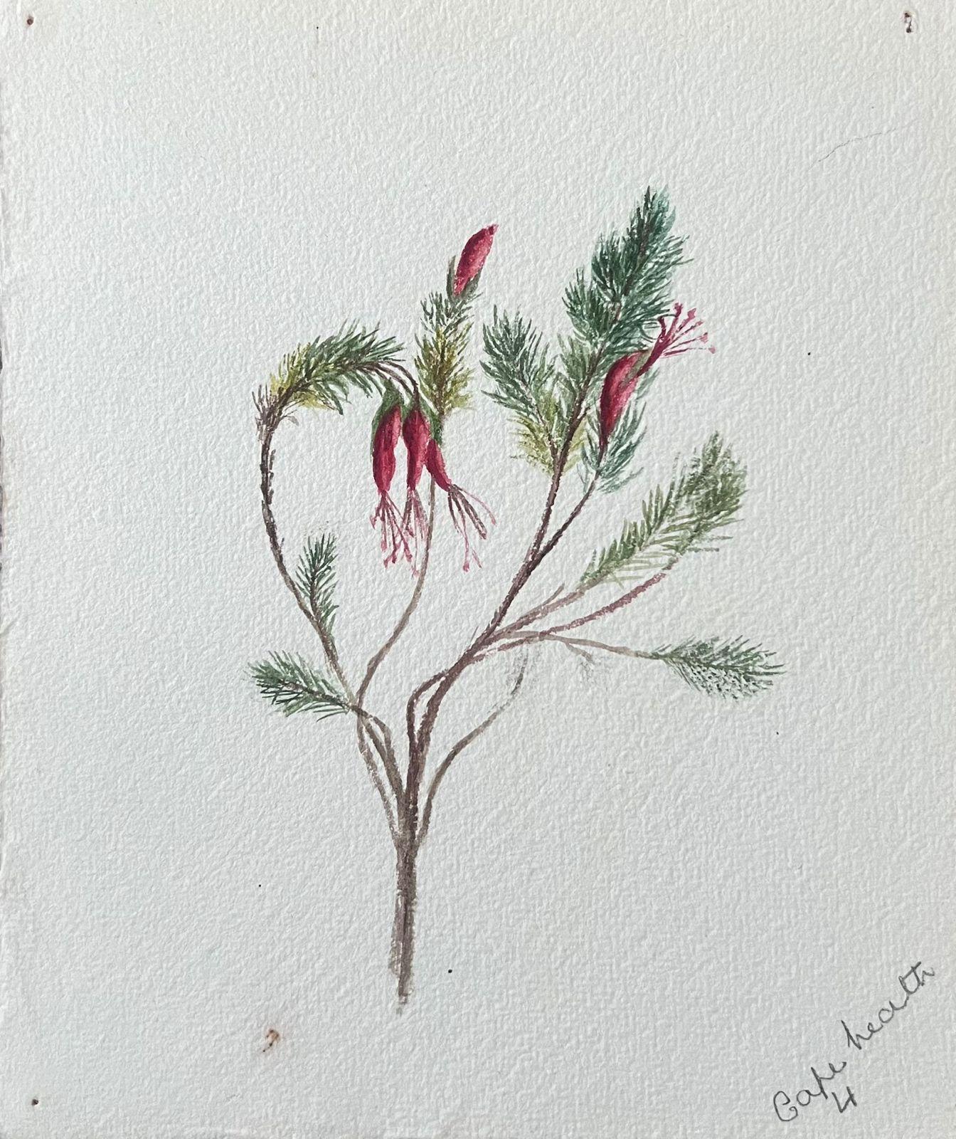 Feine antike britische botanische Malerei Red Stem Flower