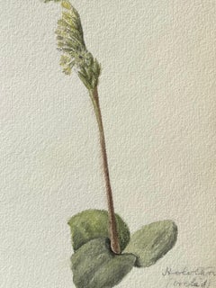 Fine Antique British Botanical Painting Satyrium Bicorne