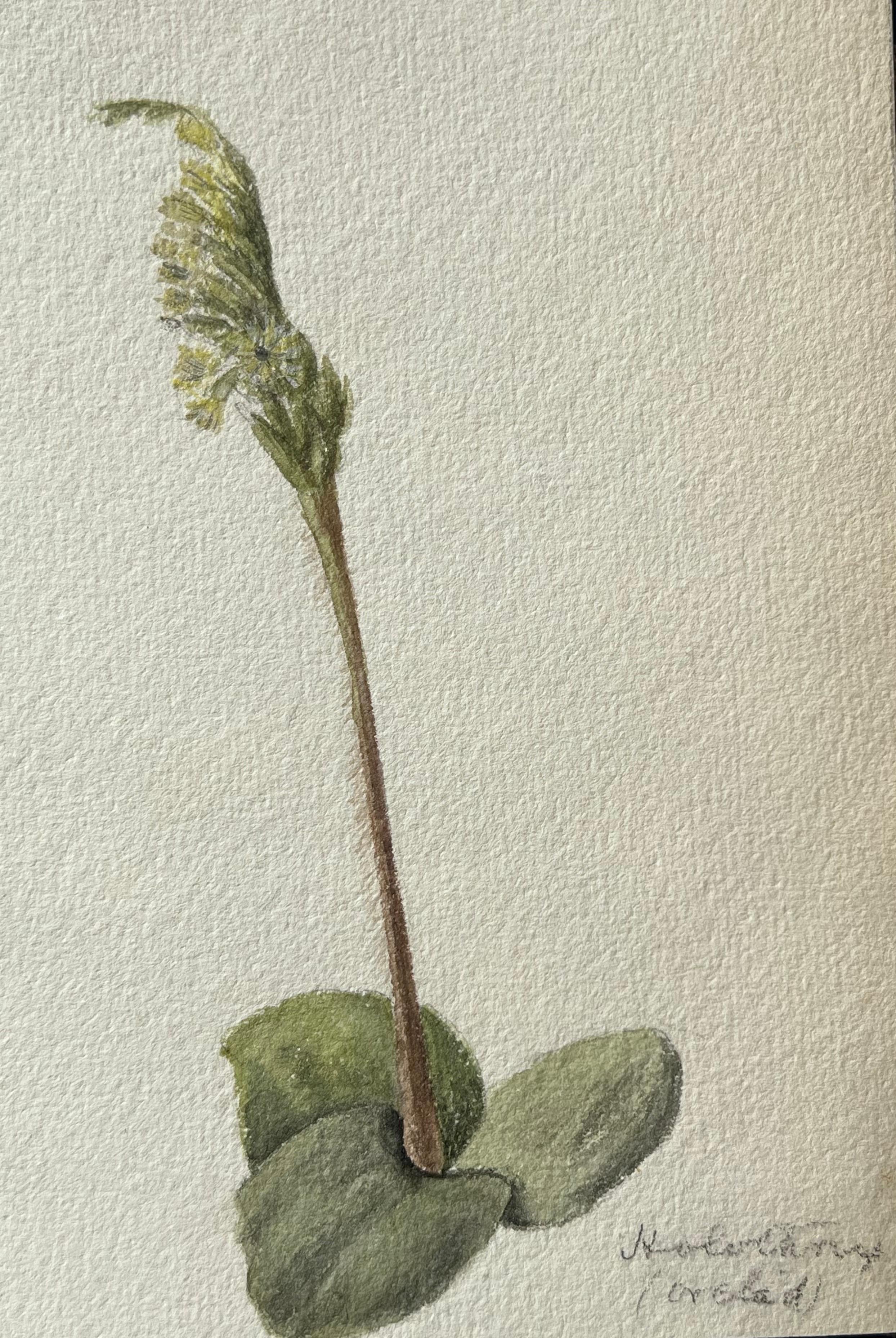 Fine peinture botanique britannique ancienne Satyrium Bicorne - Victorien Art par Caroline Worsley