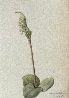 Fine Antique British Botanical Painting Satyrium Bicorne