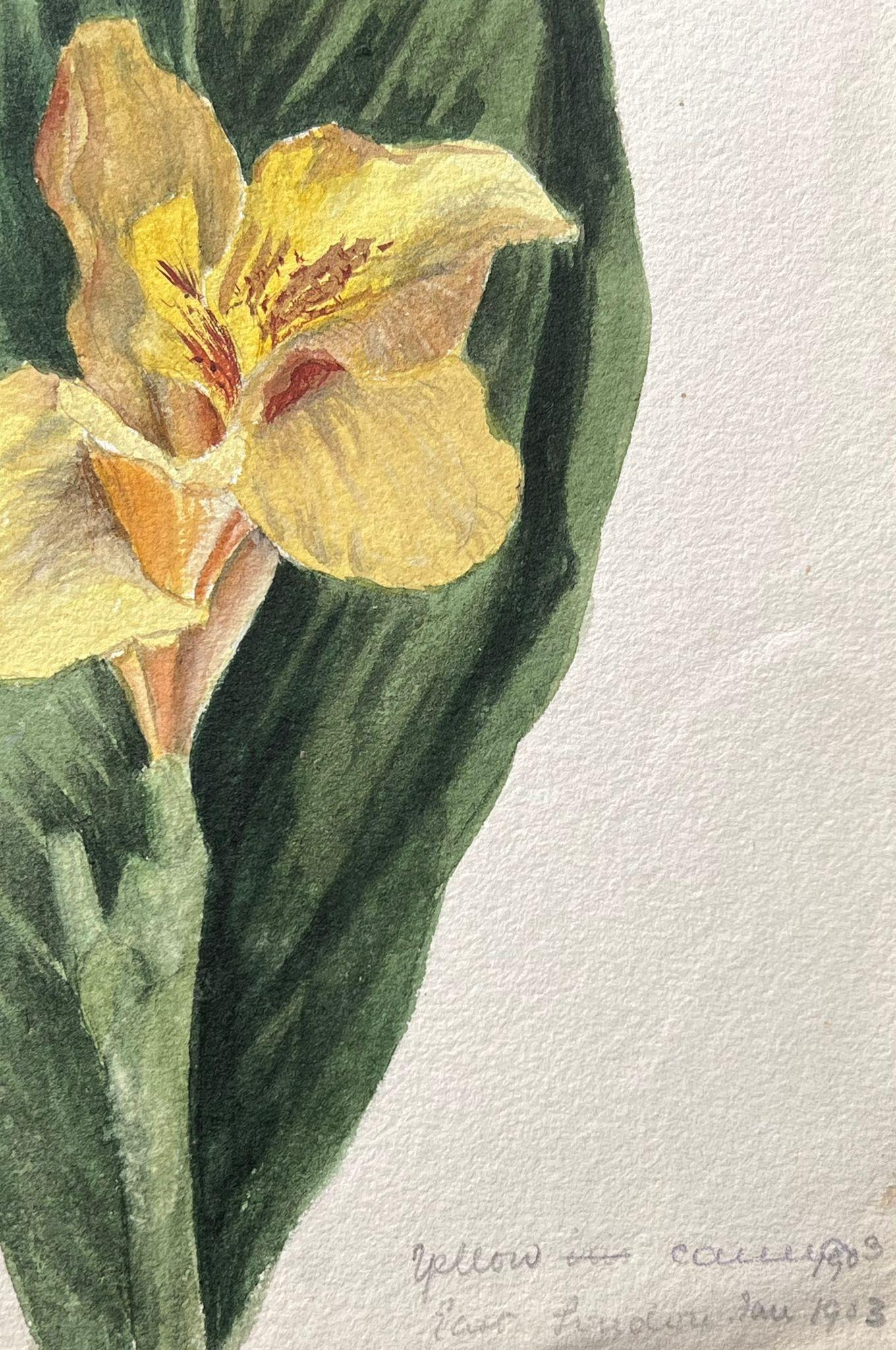 Feines antikes britisches botanisches Gemälde, ein einzelnes Daffodil – Painting von Caroline Worsley