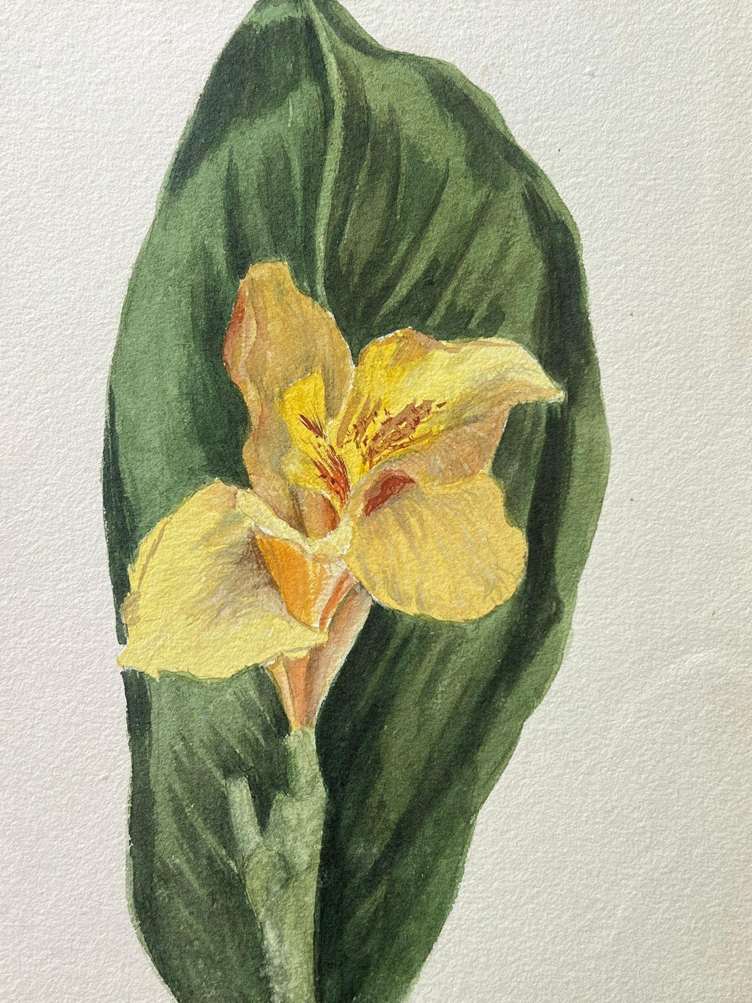 Belle peinture botanique britannique ancienne représentant un seul daffodil - Victorien Painting par Caroline Worsley