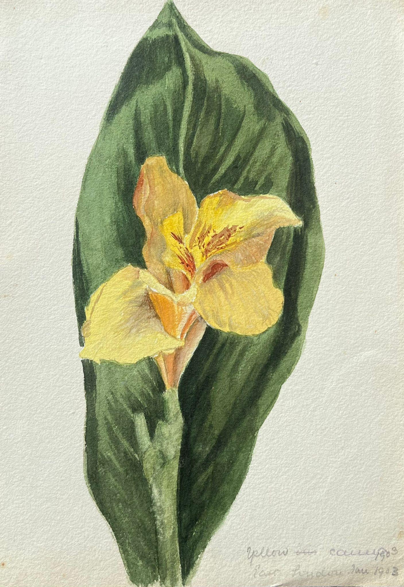 Still-Life Painting Caroline Worsley - Belle peinture botanique britannique ancienne représentant un seul daffodil