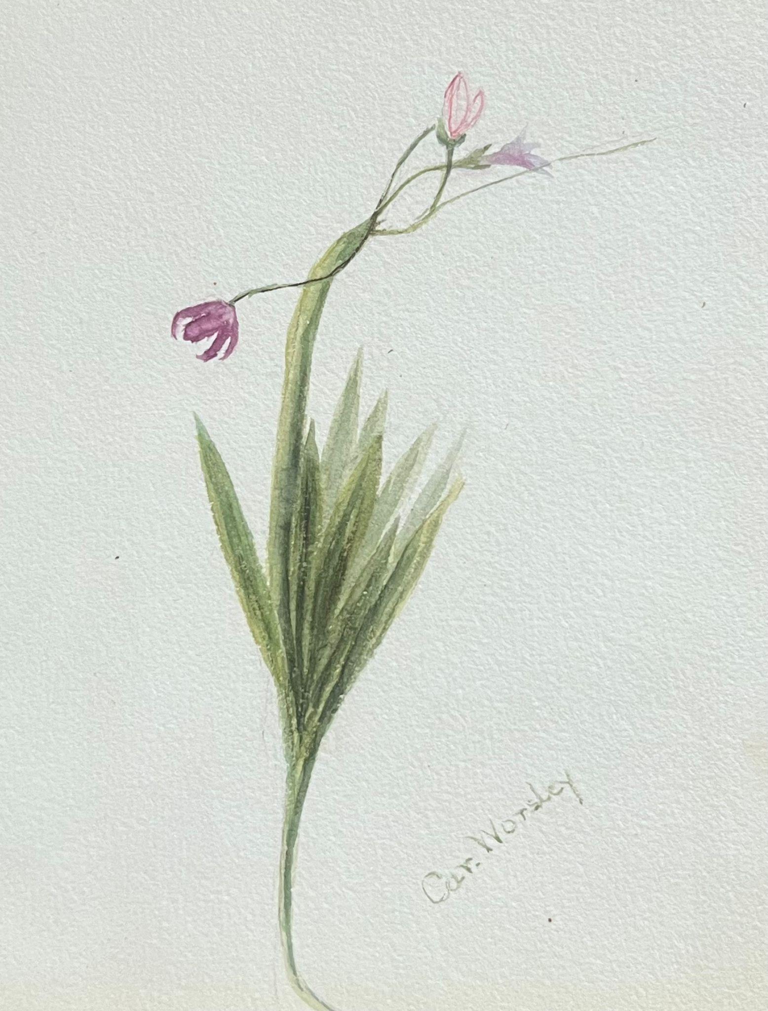 Fine Antique British Botanical Painting Sparaxis Grandiflora Purple Flower  1