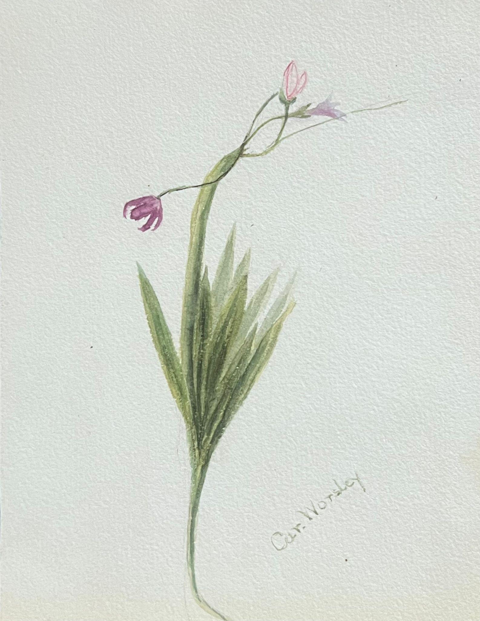 Caroline Worsley Still-Life Painting - Fine Antique British Botanical Painting Sparaxis Grandiflora Purple Flower 