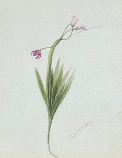 Fine Antique British Botanical Painting Sparaxis Grandiflora Purple Flower 